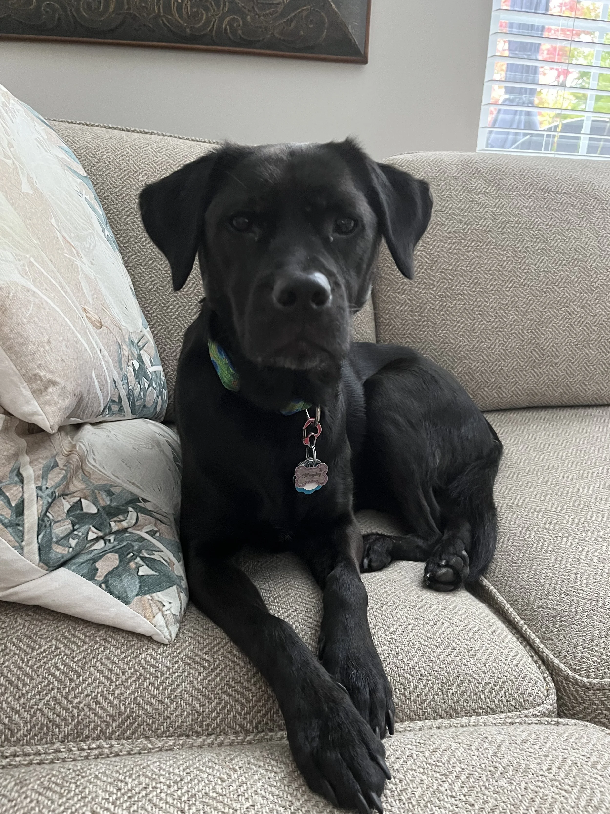 We adopted our rescue lab mix when she was about three years old. At the time, she desperately needed to find dog friends she could be around without aggressively barking while on a leash. The community walks have been the perfect answer for her. She