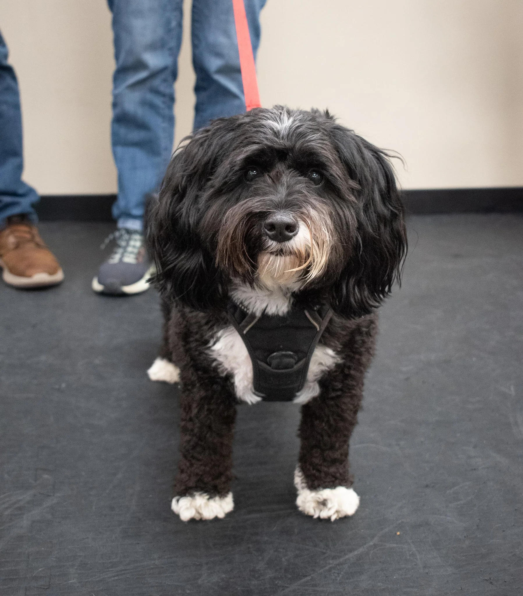 pintublooper1 (1 of 1)-27.jpg