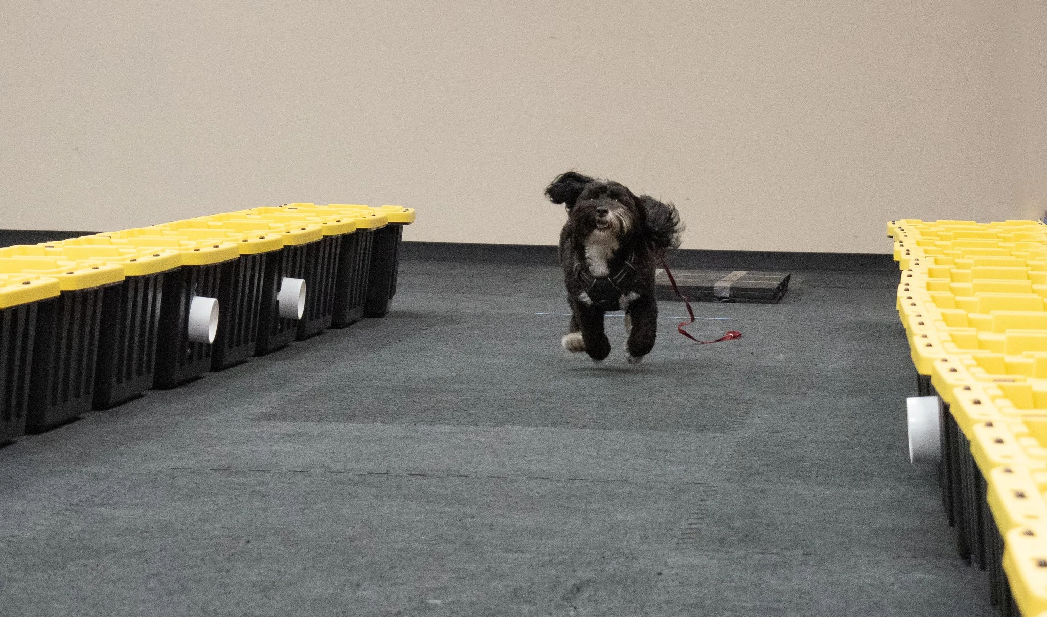 pintublooper1 (1 of 1)-3.jpg