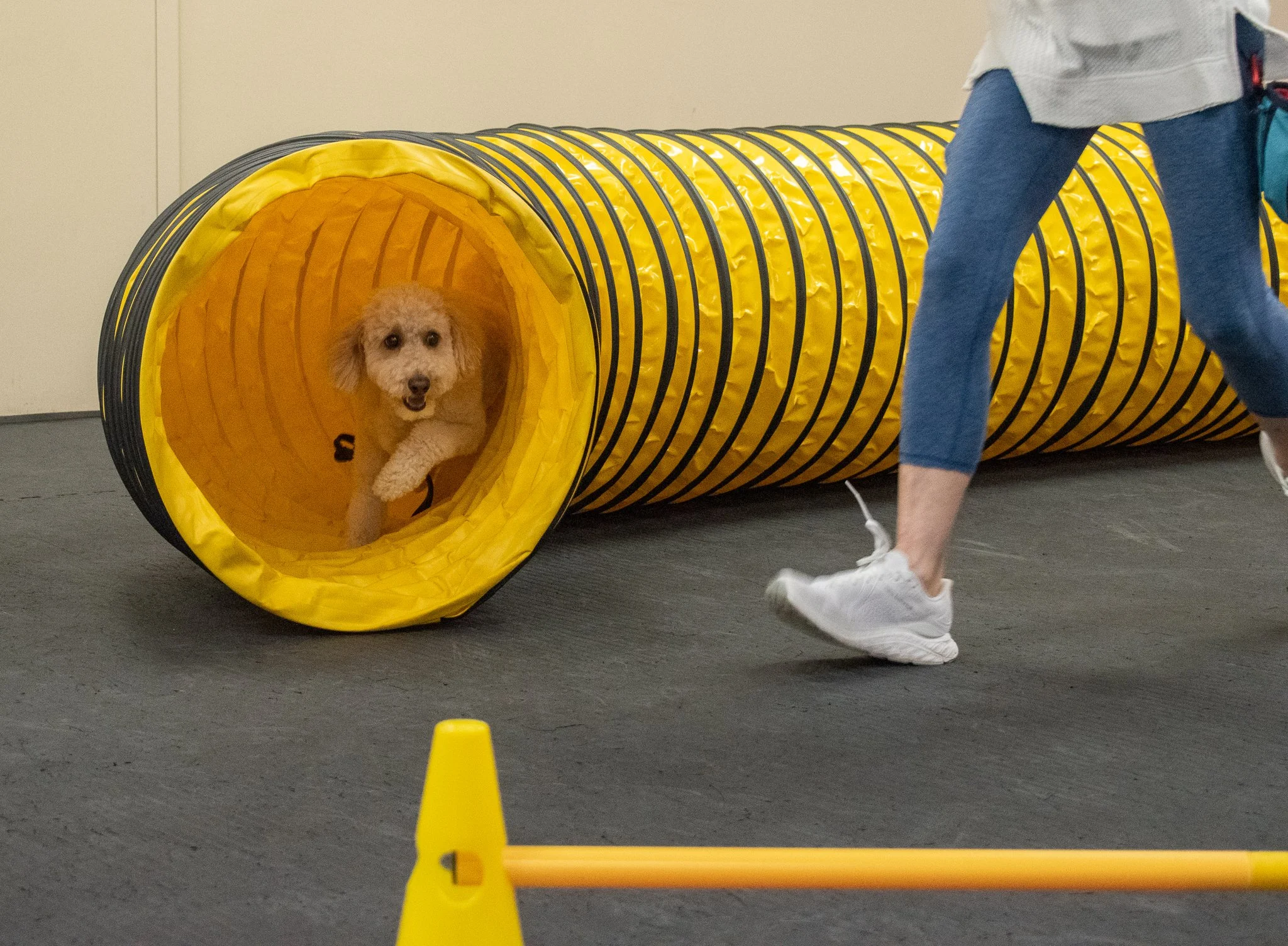 pintublooper1 (1 of 1)-8.jpg