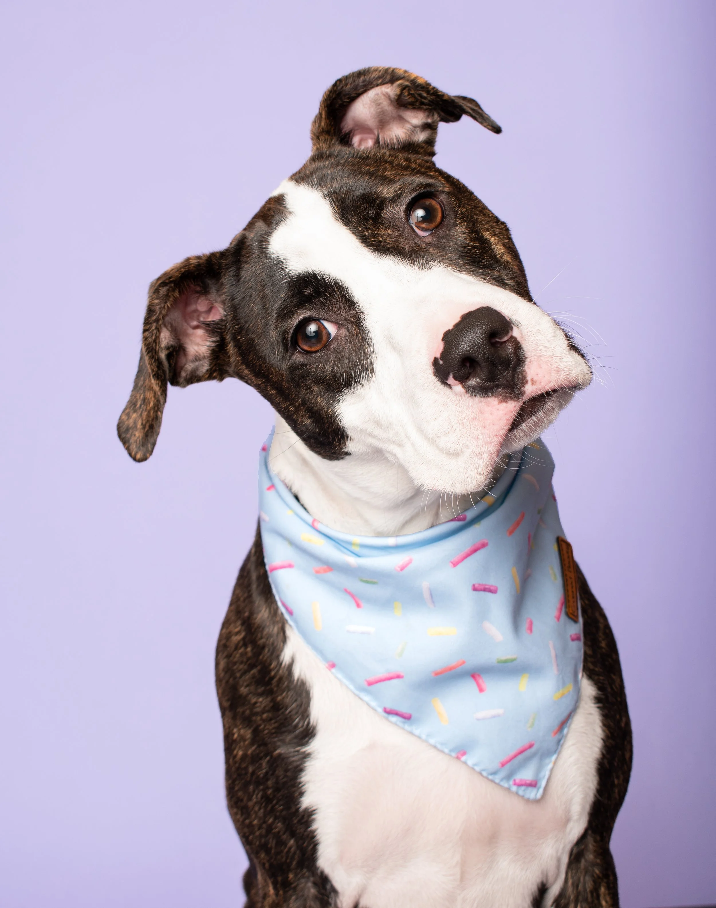 Fiona looks forward to Enrichment days at Sirius Strides. She is always excited to get out of the
car and go to any staff member that is there to greet her. There are times I feel bad because
she exits the car and doesn’t look back! The staff are alw