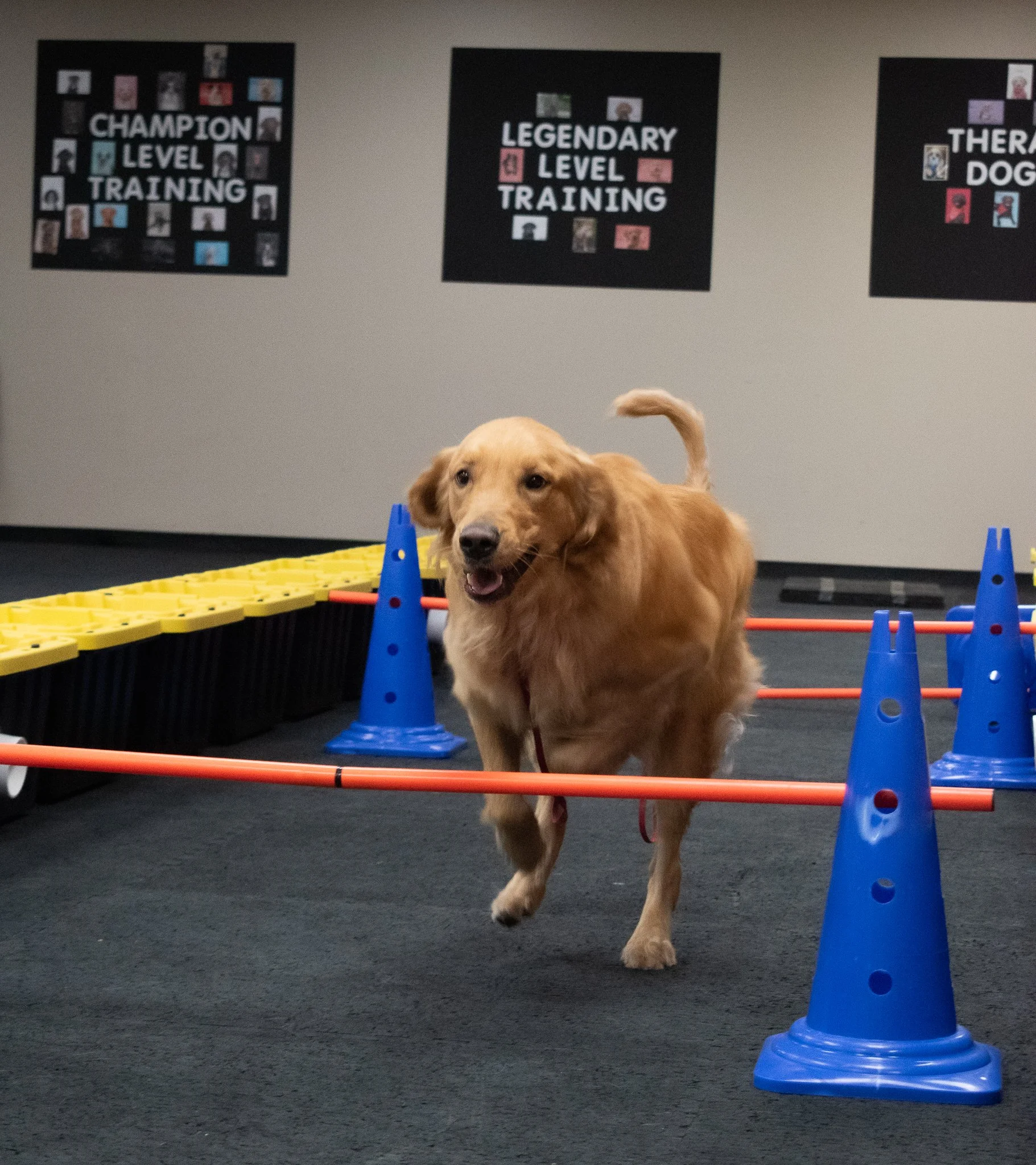 pintublooper1 (1 of 1)-7.jpg