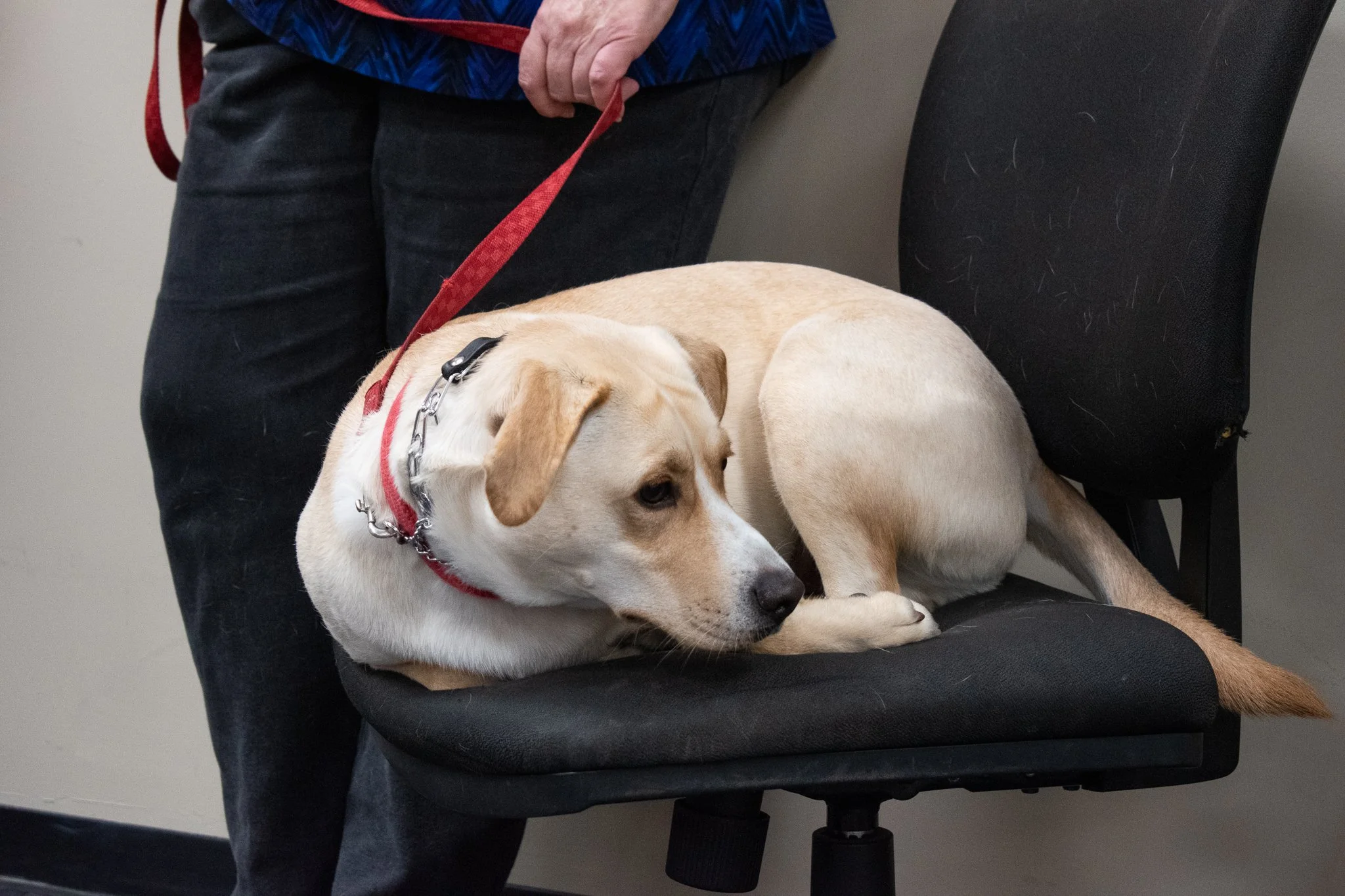 pintublooper1 (1 of 1).jpg