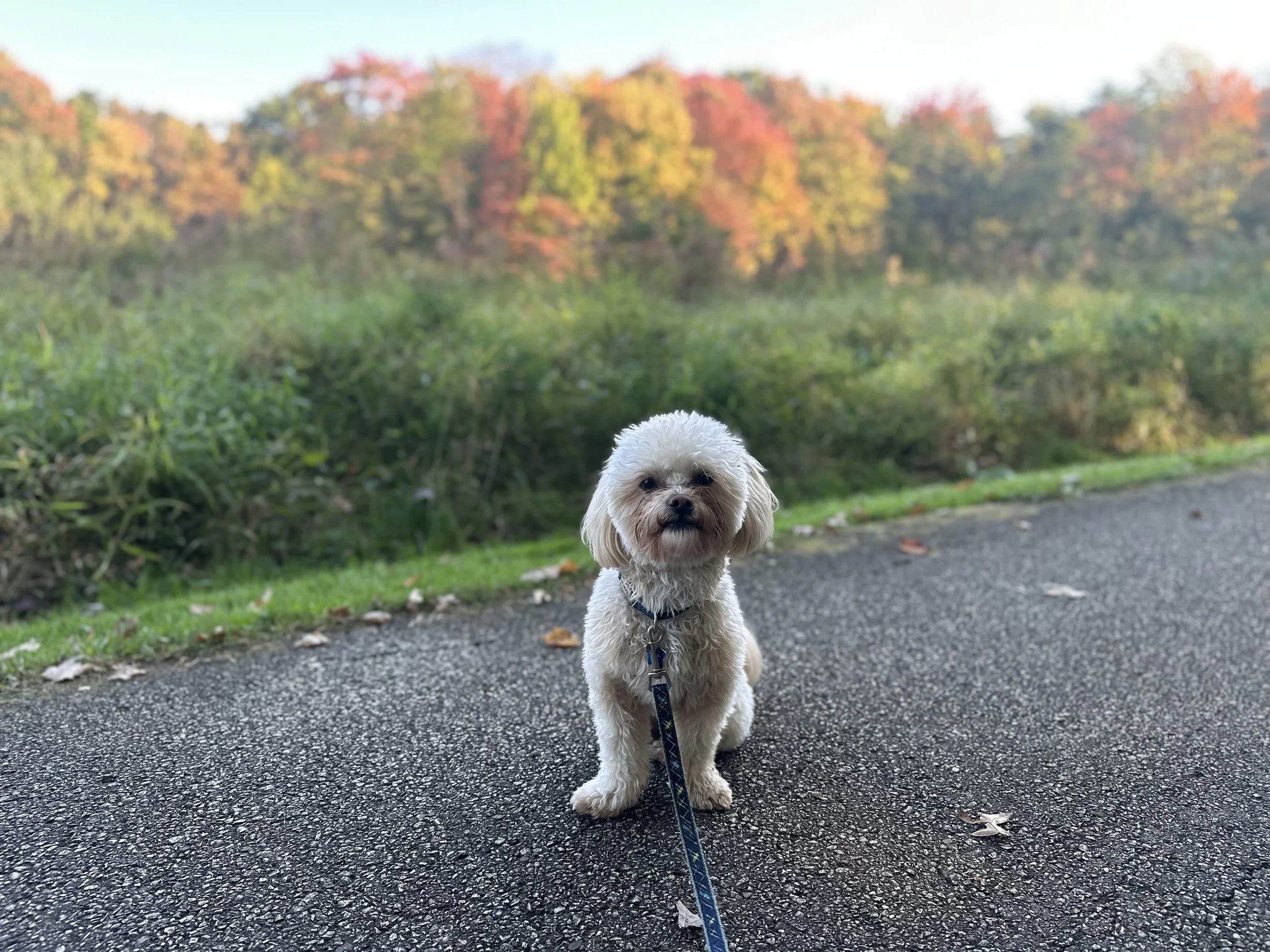 We absolutely love Sirius Strides Dog Training! Archie attends their drop-off training about once a week, and we’ve also participated in group training classes and meet-ups. He began attending shortly after I adopted him at 4 months, and he is almost