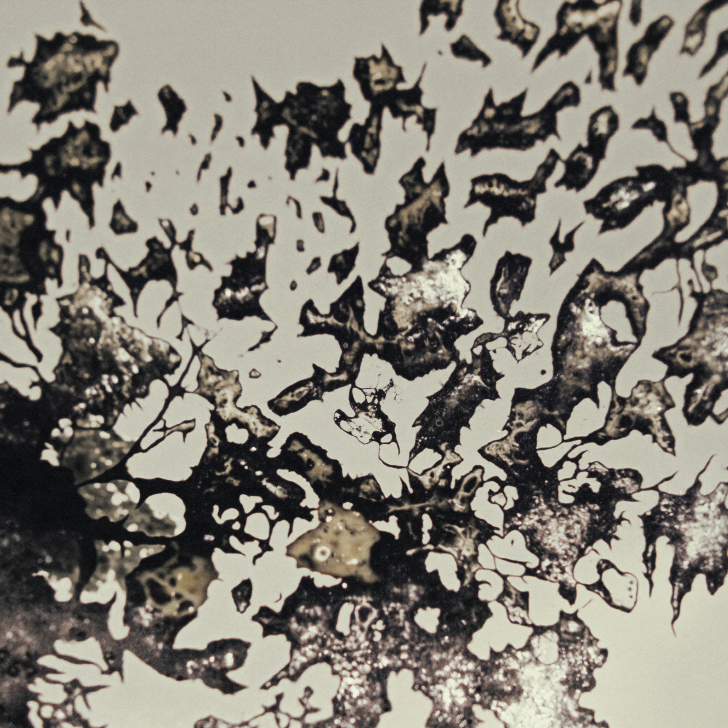 Close-up view of a black and white abstract pattern that resembles fractal-like organic shapes.