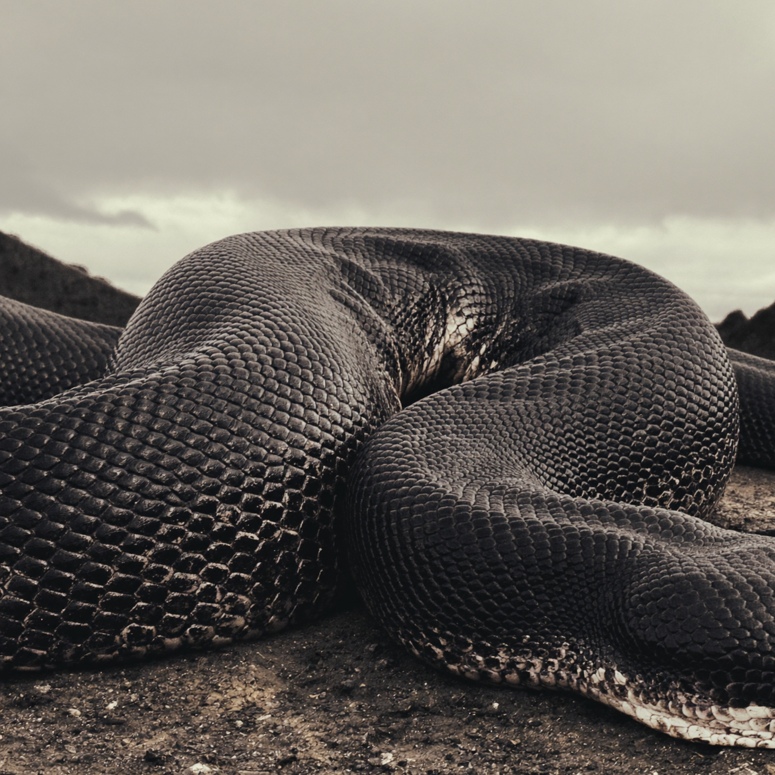Close-up of a snake's textured, patterned skin on a rocky ground under cloudy sky.