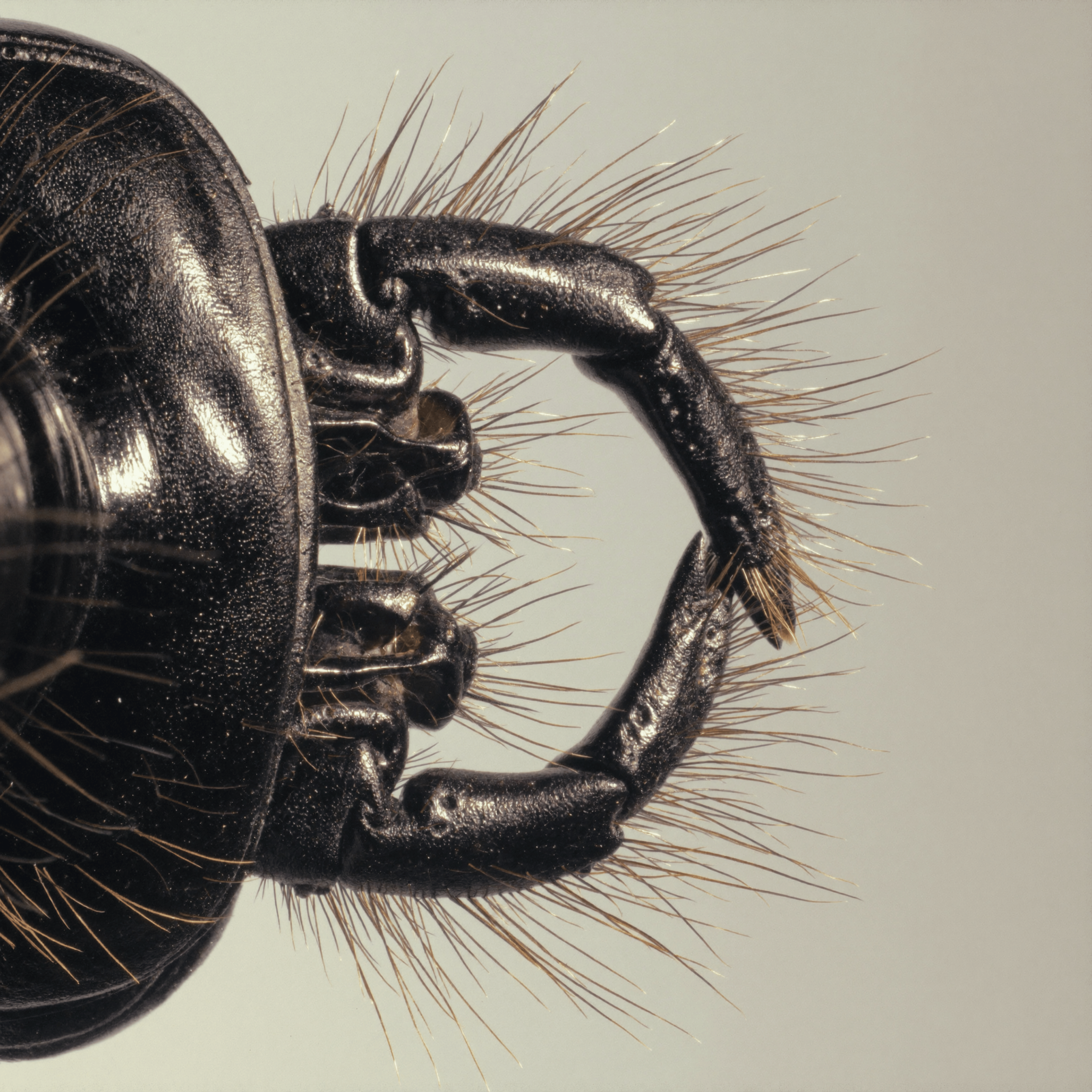 Close-up of the mouthparts and antennae of a black insect with fine hairs on its face