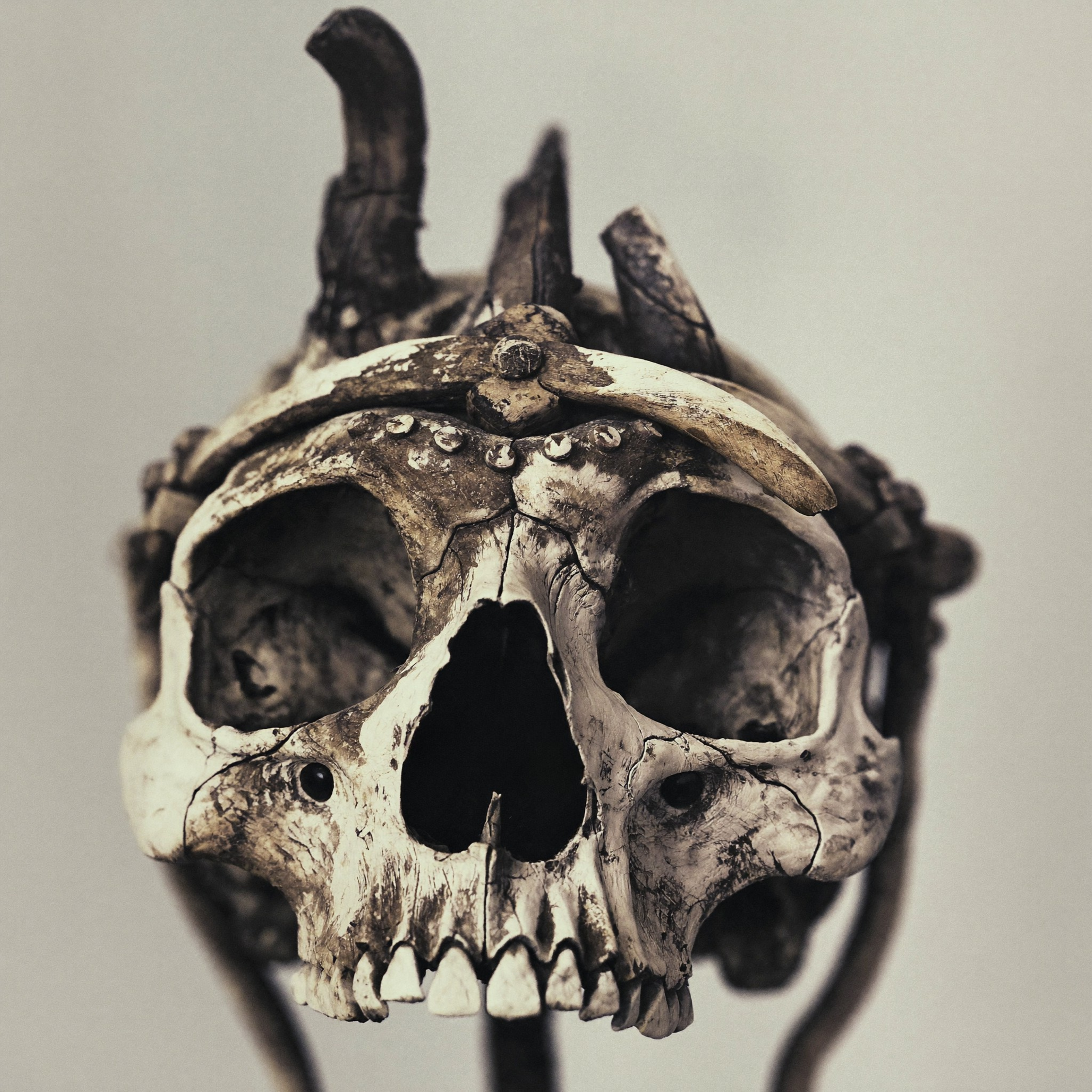 Close-up of a deer skull with antlers mounted on a wall