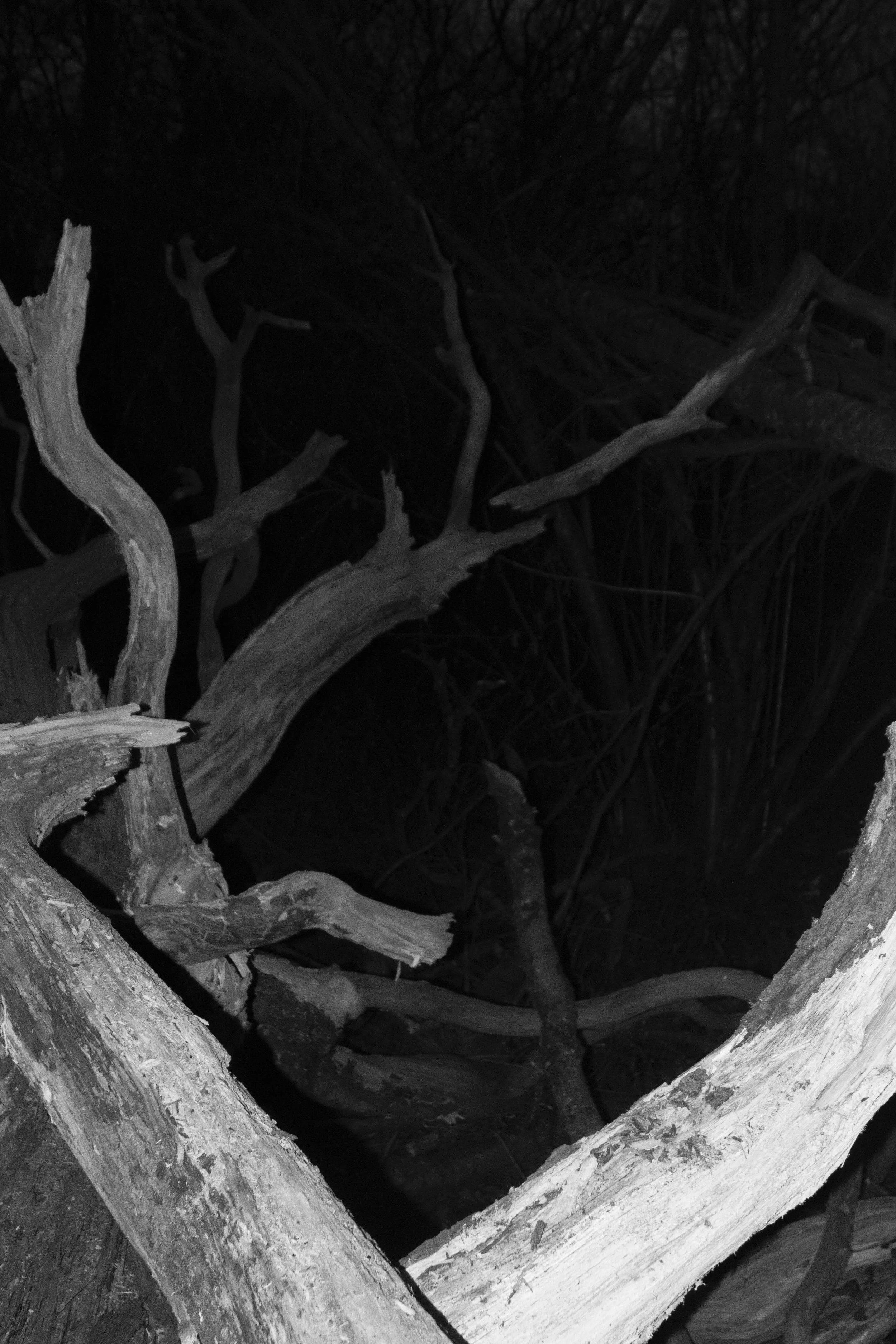 DSC_0077 copy.jpg