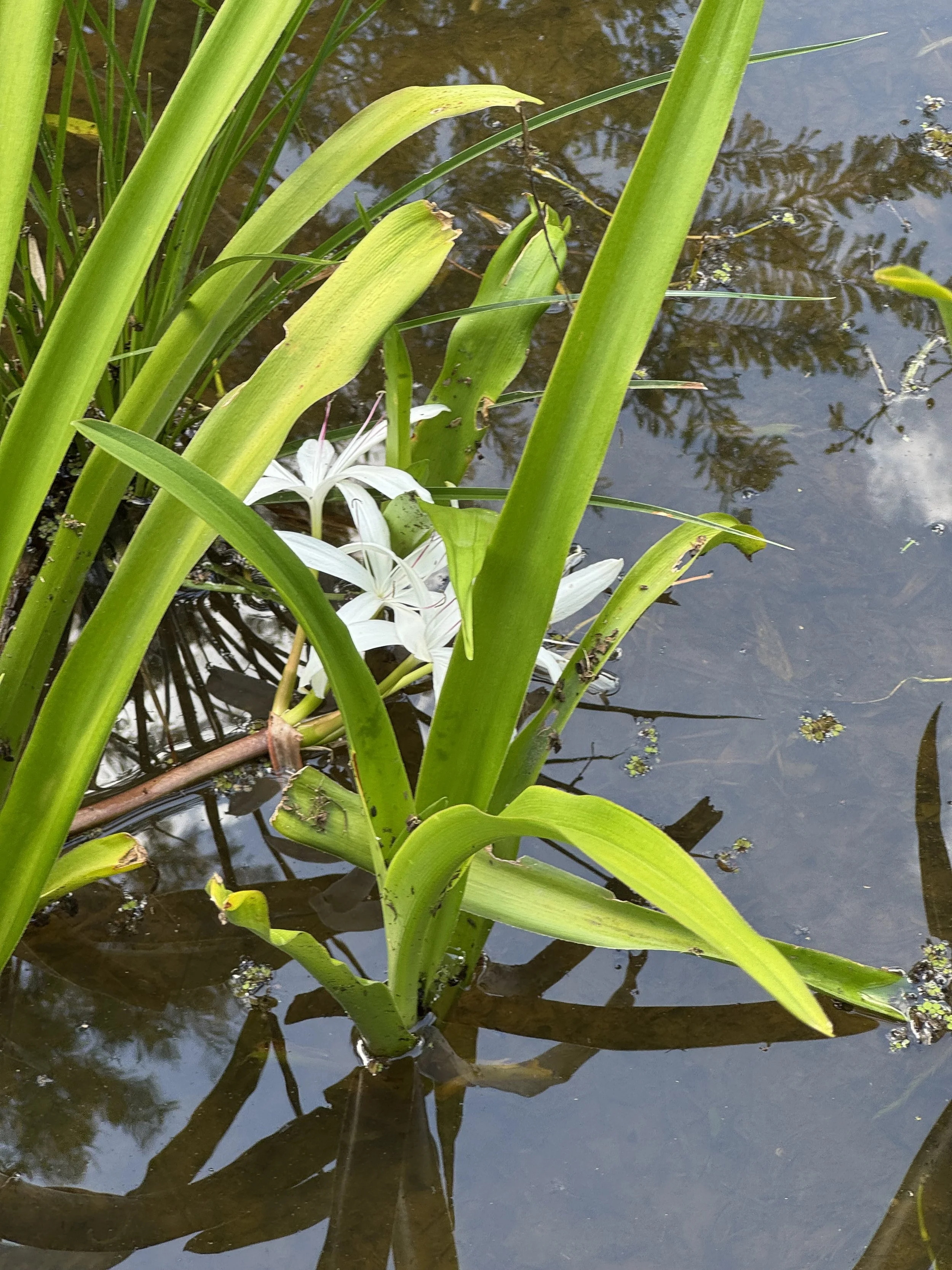 Muddy Margins of Life