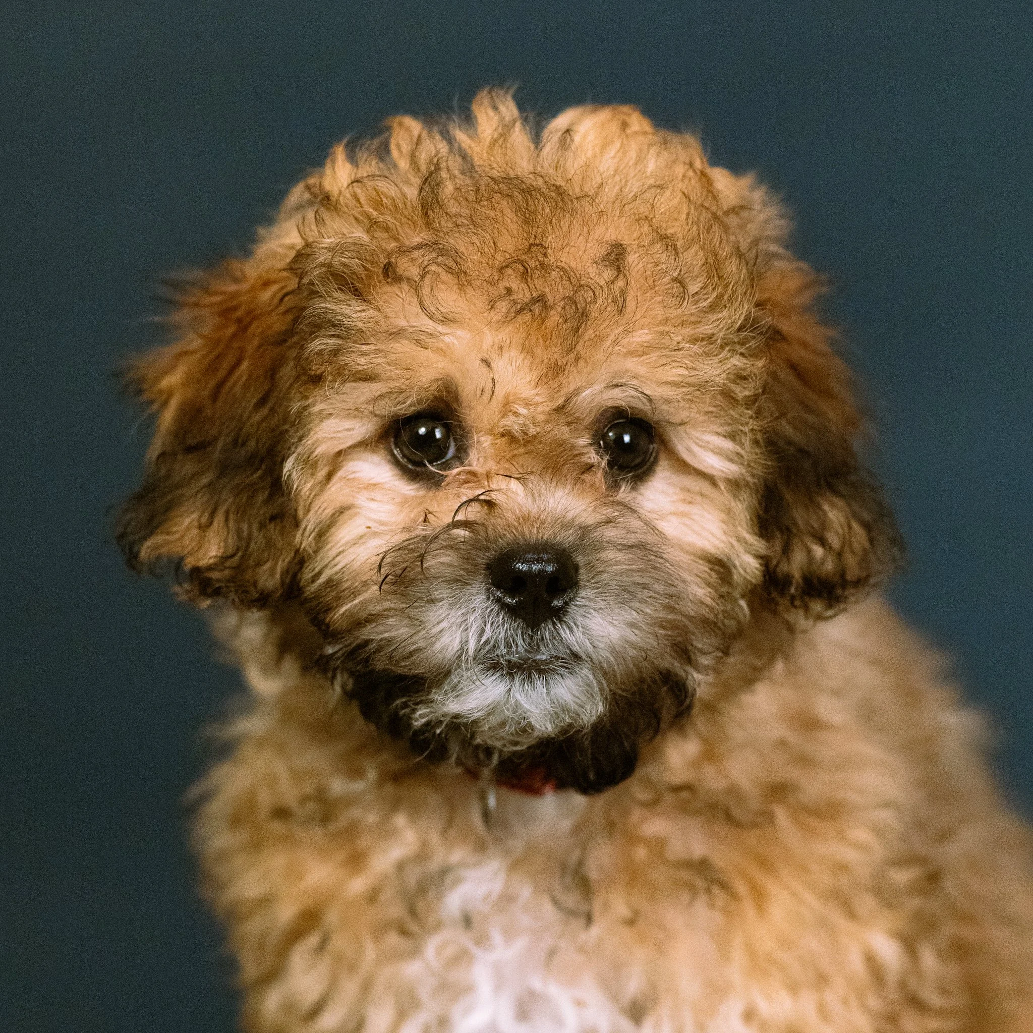 Close-up of a fluffy, curly-haired dog with dark eyes on a textured beige and black background.