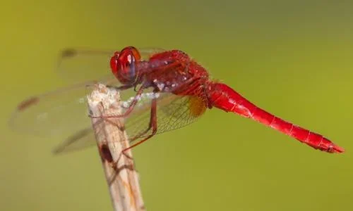Close-up of a red dragonfly perched on a twig, with a blurred green background.