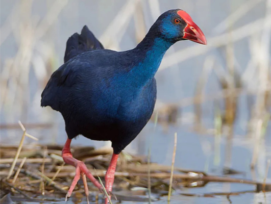A colorful bird with blue and black feathers, red facial skin, and pink legs standing on wetland vegetation.