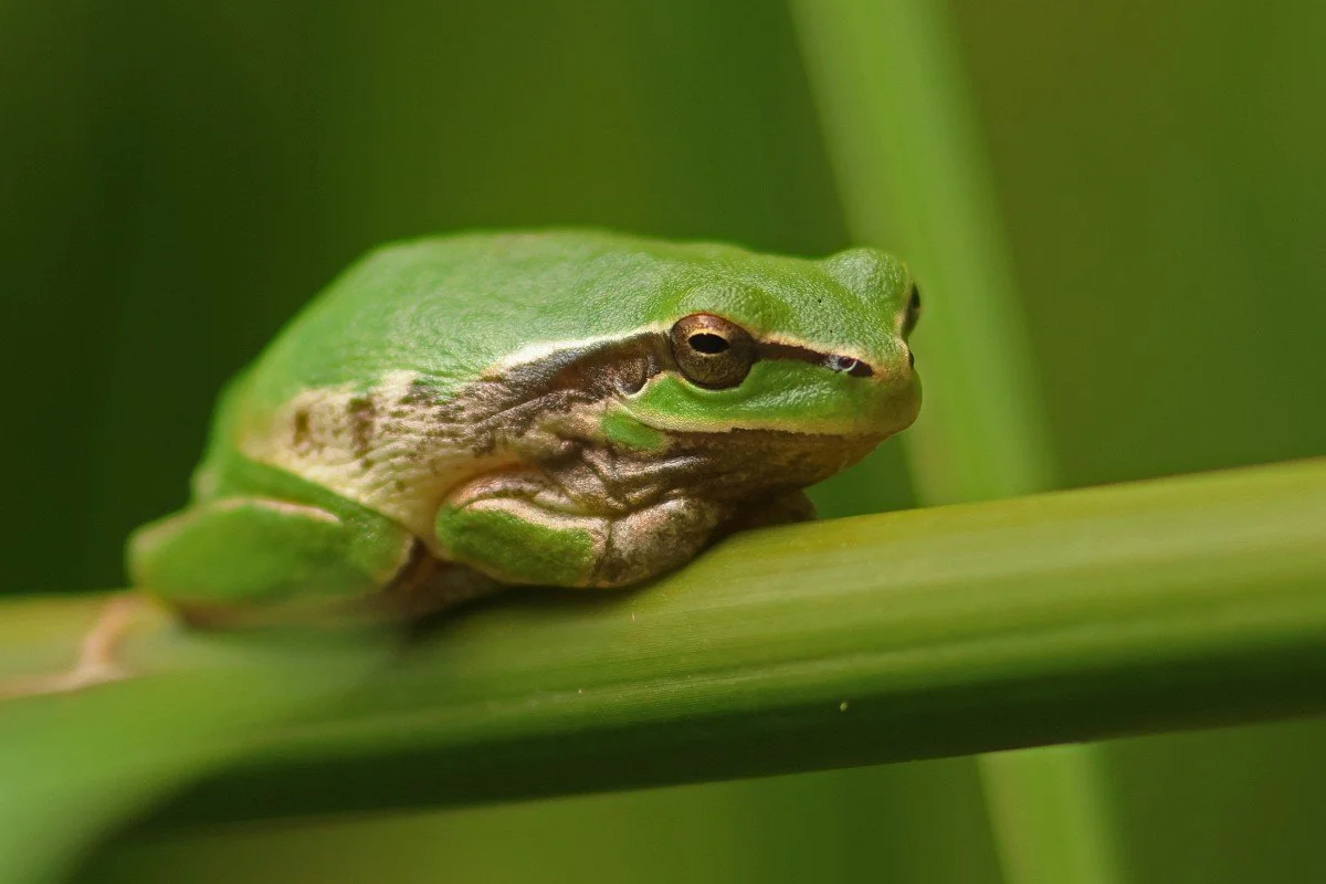 Close-up of a green tree frog resting on a green stem with a blurred green background.
