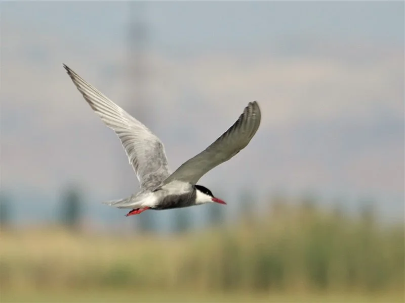 A bird in flight over a blurred landscape with a sky background.