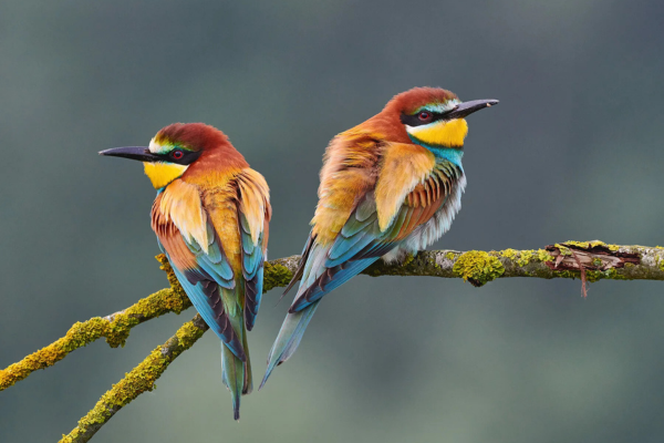 Two colorful kingfisher birds perched on a mossy branch against a blurred background.