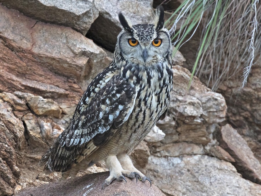 A large owl with a mix of black, white, and gray feathers perched on a rock in a rocky desert environment.