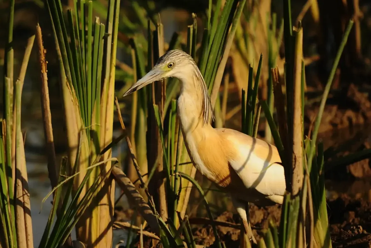 A heron standing among tall green reeds in a wetland area, with sunlight illuminating its feathers.