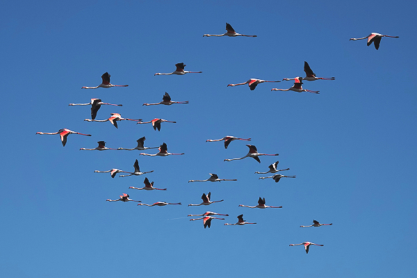 A flock of flamingos flying against a blue sky.