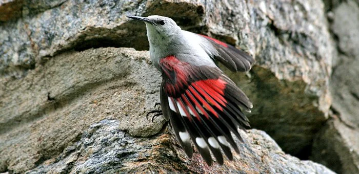 A woodpecker with gray and red plumage clings to a tree trunk near a hole.