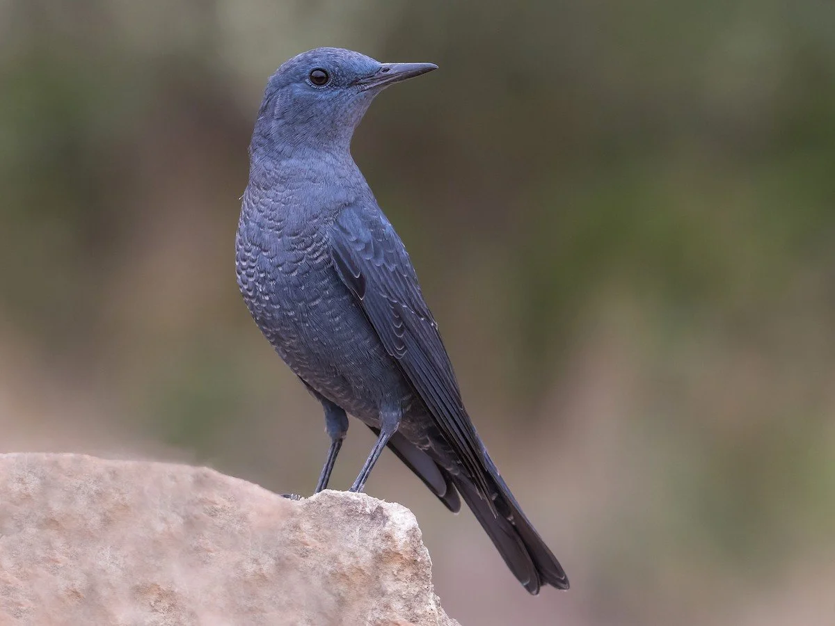 A dark gray bird with blue tones perched on a rock, facing left, with a blurred natural background.