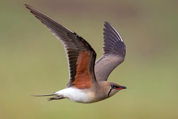 A bird in flight with brown and gray feathers, a black head, and a red beak, flying against a blurred green background.