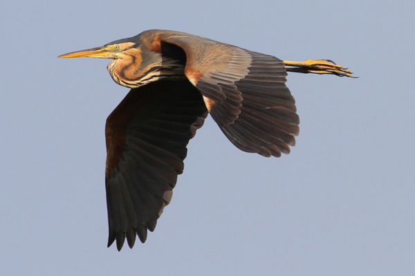 A great blue heron flying against a clear blue sky.