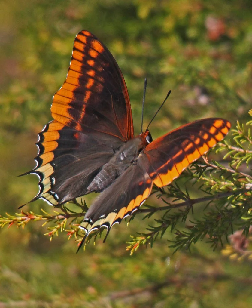 A butterfly perched on a green branch, with orange, black, and white patterned wings.