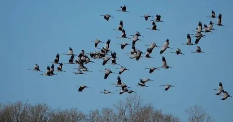 A large flock of birds flying in a V formation overhead with trees at the bottom of the image.