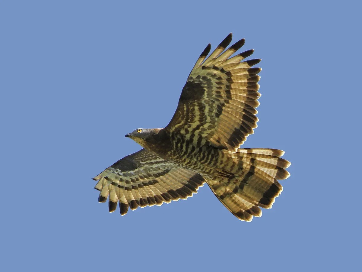 A bird of prey with brown and black striped feathers flying against a clear blue sky.