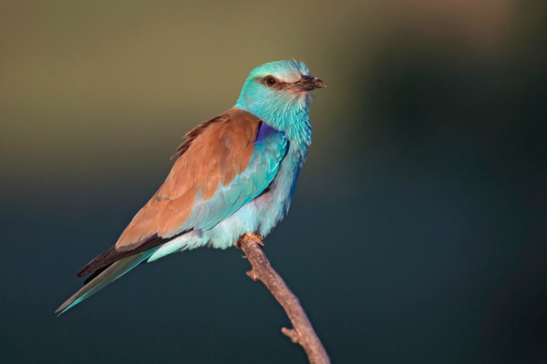 Colorful bird with blue, turquoise, and brown feathers perched on a thin branch.