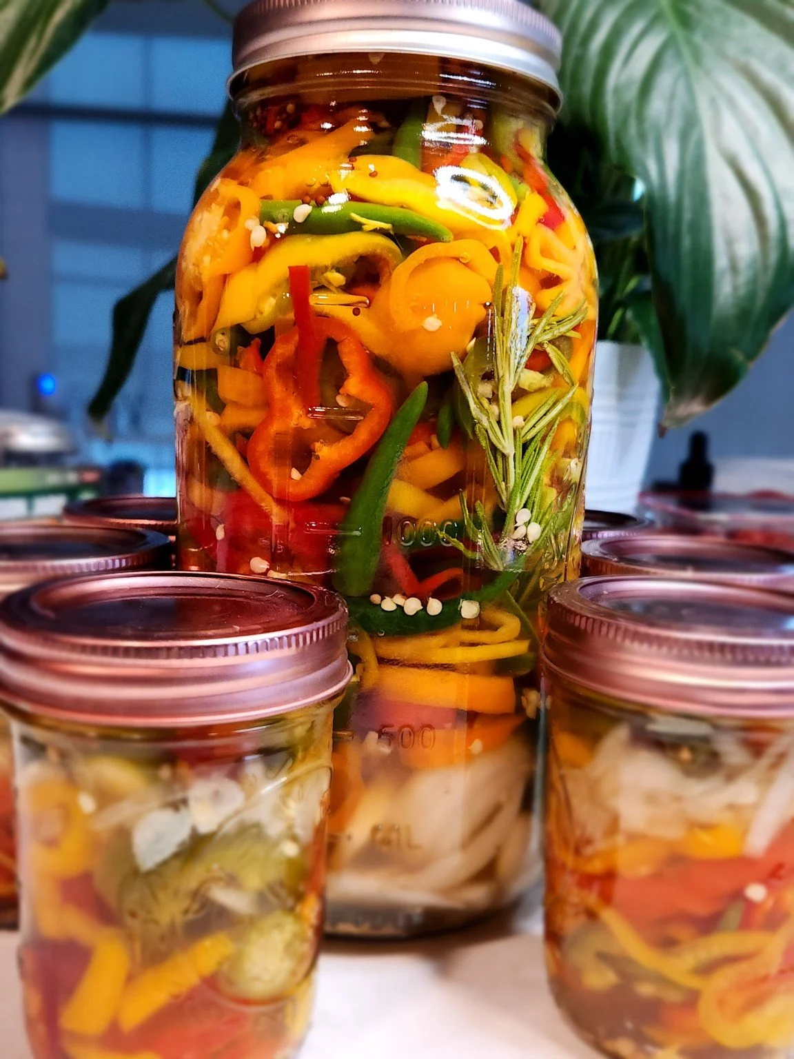 A large glass jar and three smaller jars filled with pickled yellow, red, and green peppers, with a sprig of rosemary inside, placed on a table.