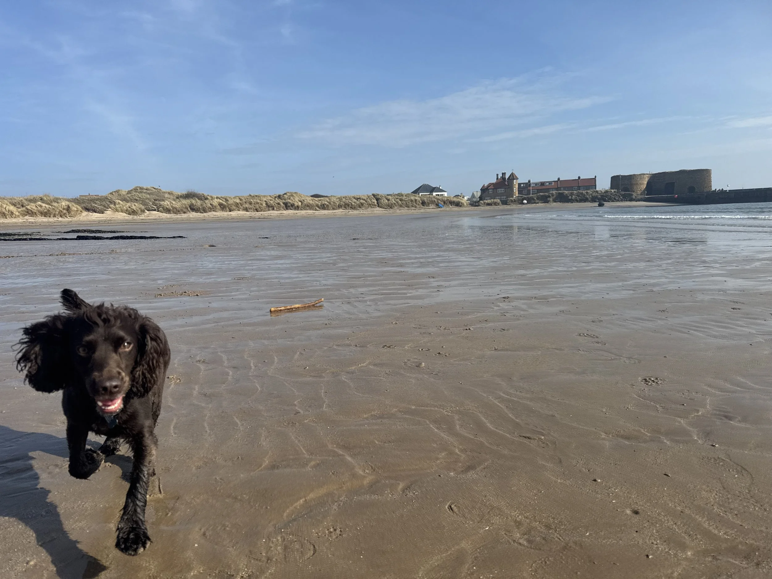 A brown puppy running on the sandy beach with the ocean and houses in the background under a blue sky.