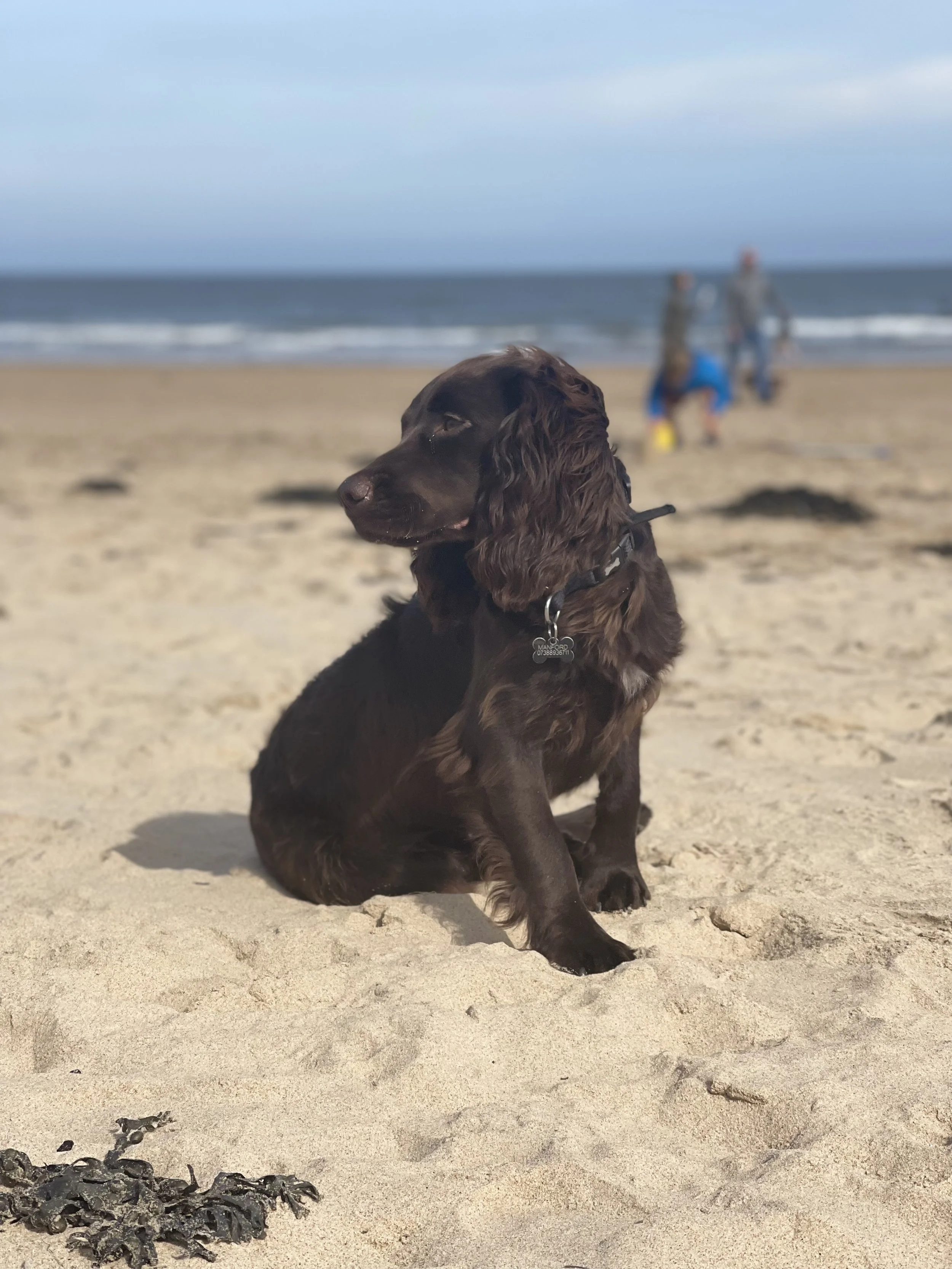 A brown dog with long ears sitting on a sandy beach with the ocean and a few people in the background.