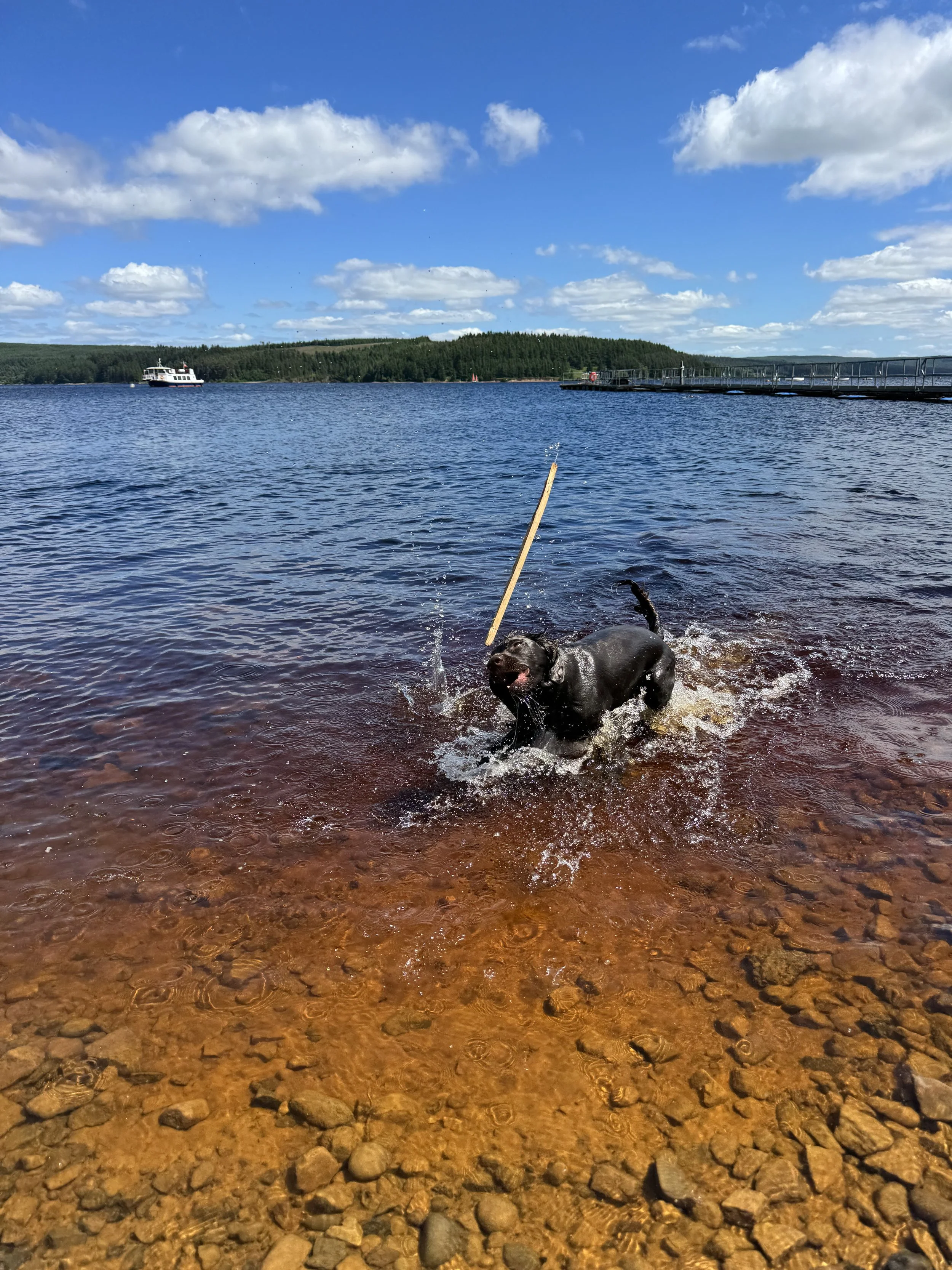 A dog playing in the shallow water of a lake with a stick in its mouth, with a boat on the lake and a forested shoreline under a partly cloudy blue sky.