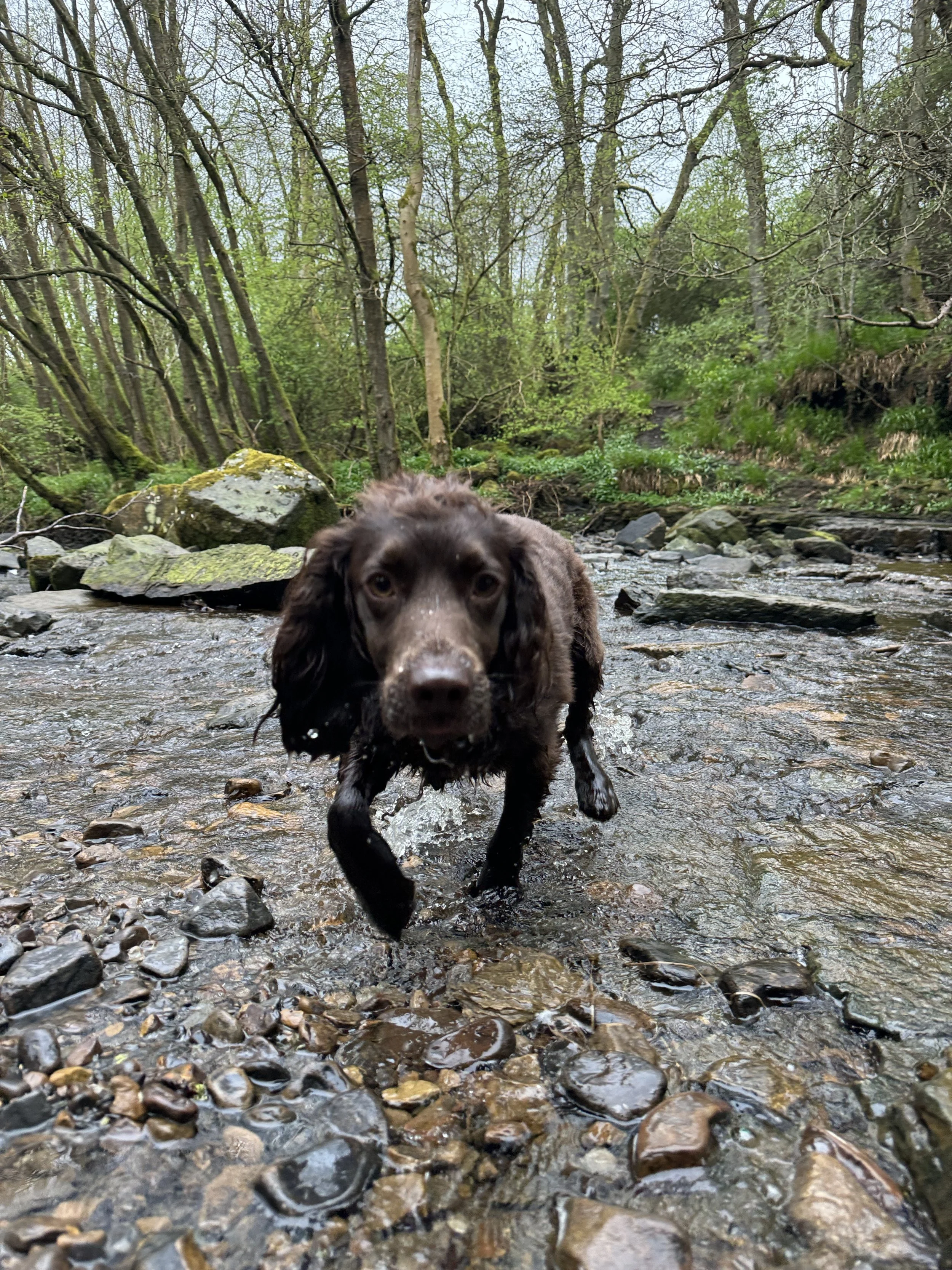 A brown dog with long ears standing in a shallow rocky stream in a green forest with leafless and leafy trees.