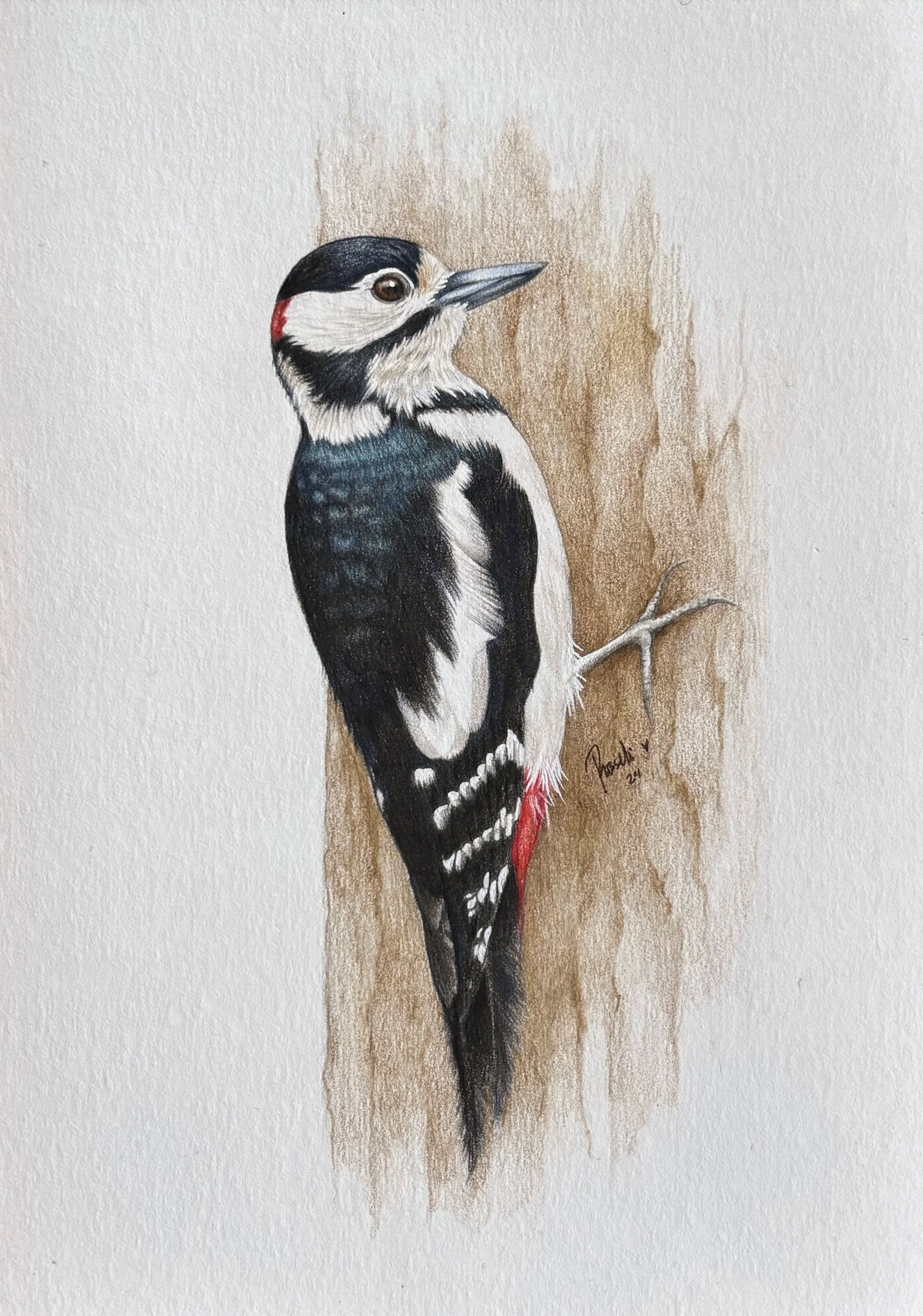 Wildlife Portrait of the Great-spotted woodpecker