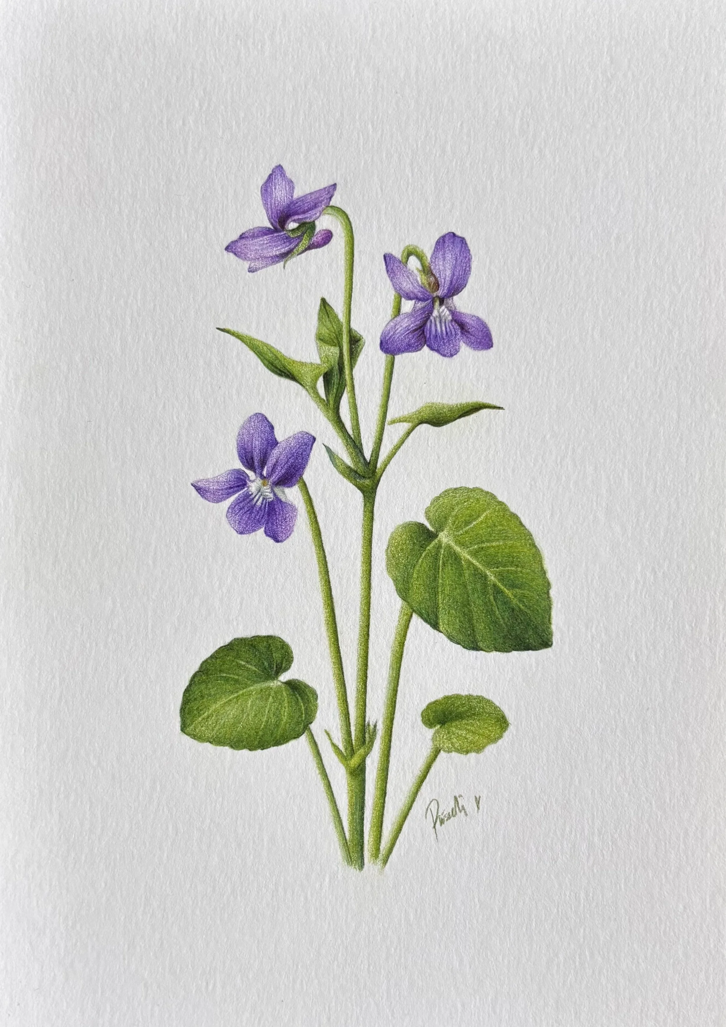 Wood violet (2025), color pencil on paper, A5