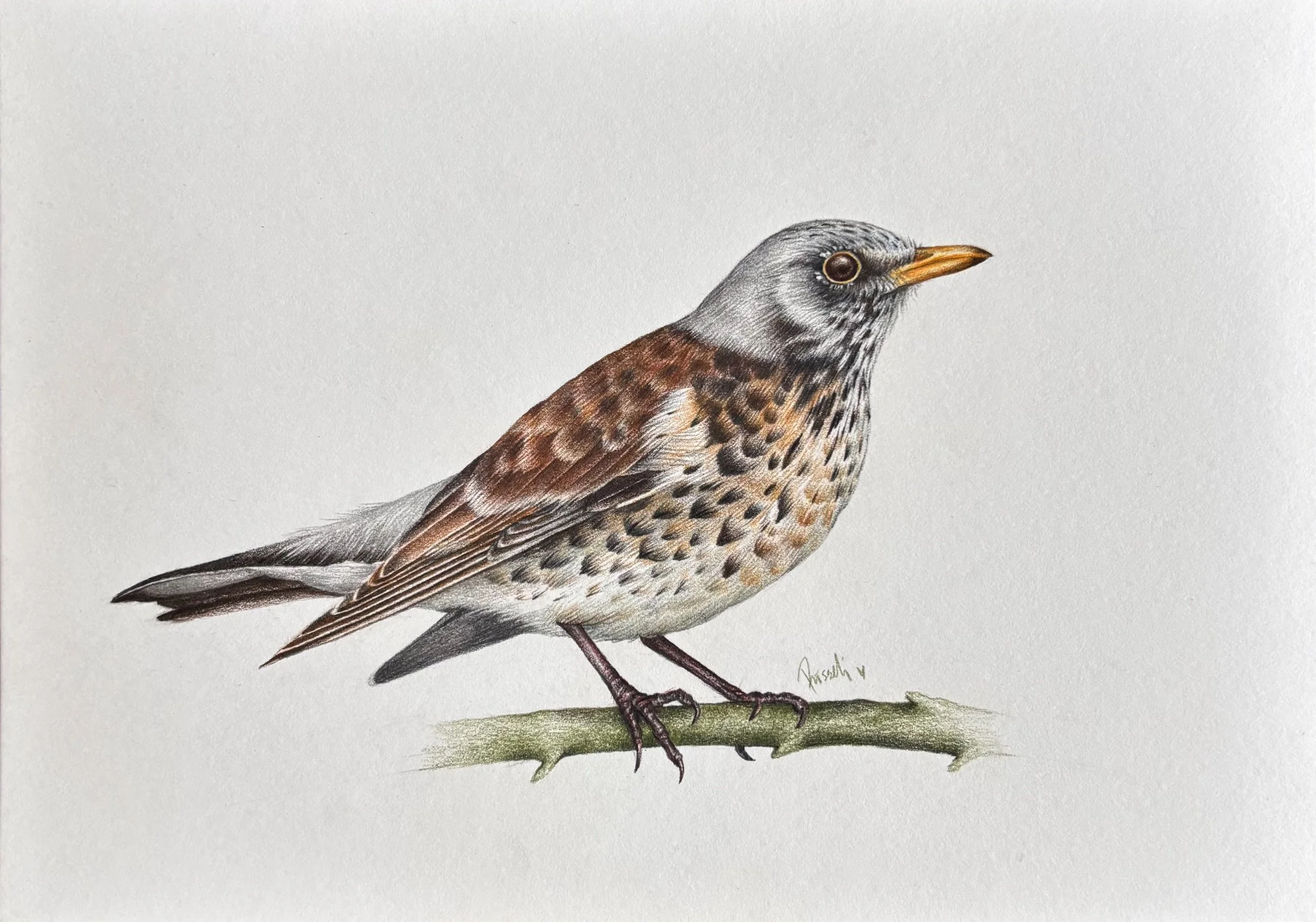 Wildlife Portrait of the Fieldfare
