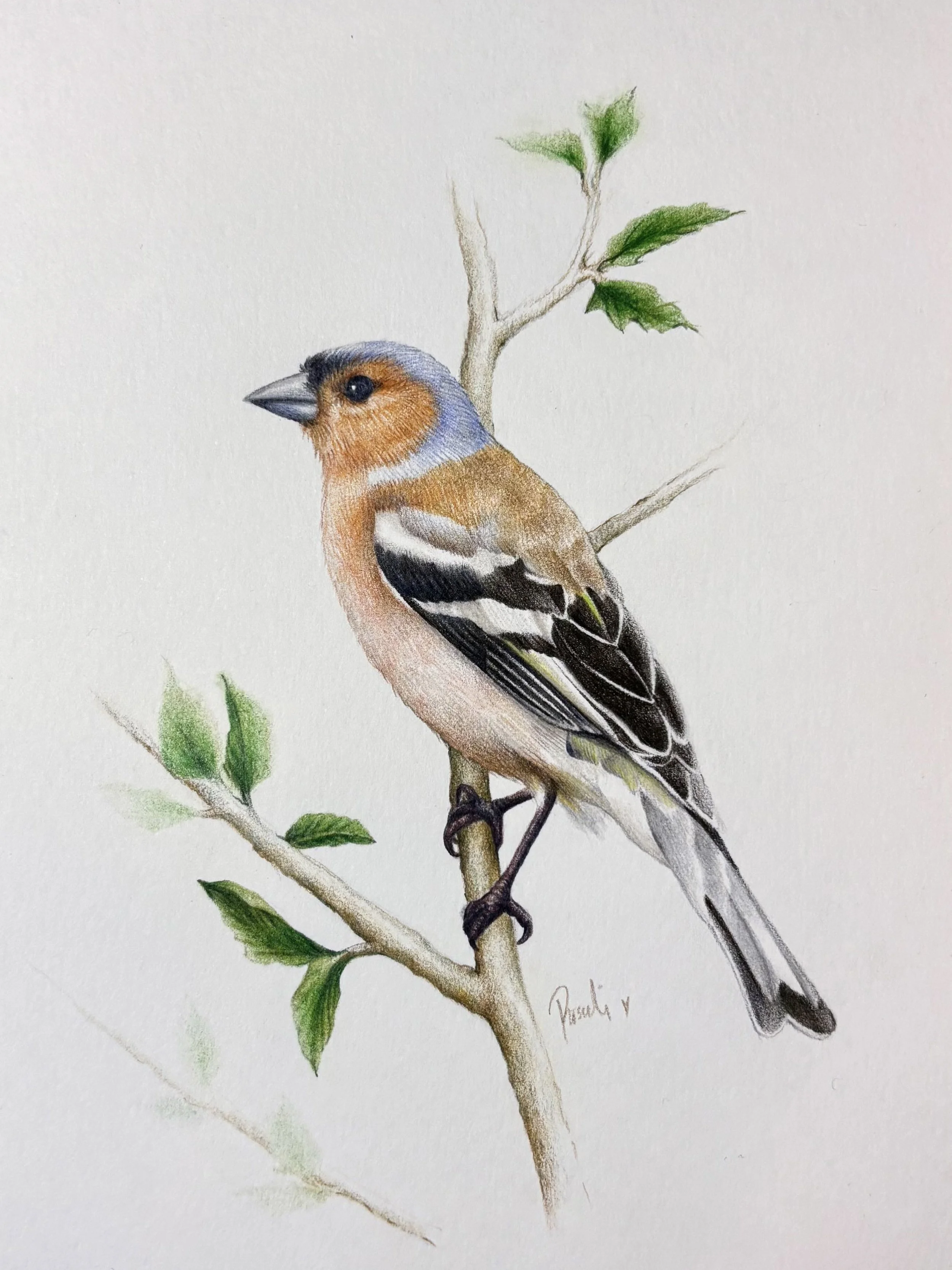 Wildlife Portrait of the Eurasian chaffinch