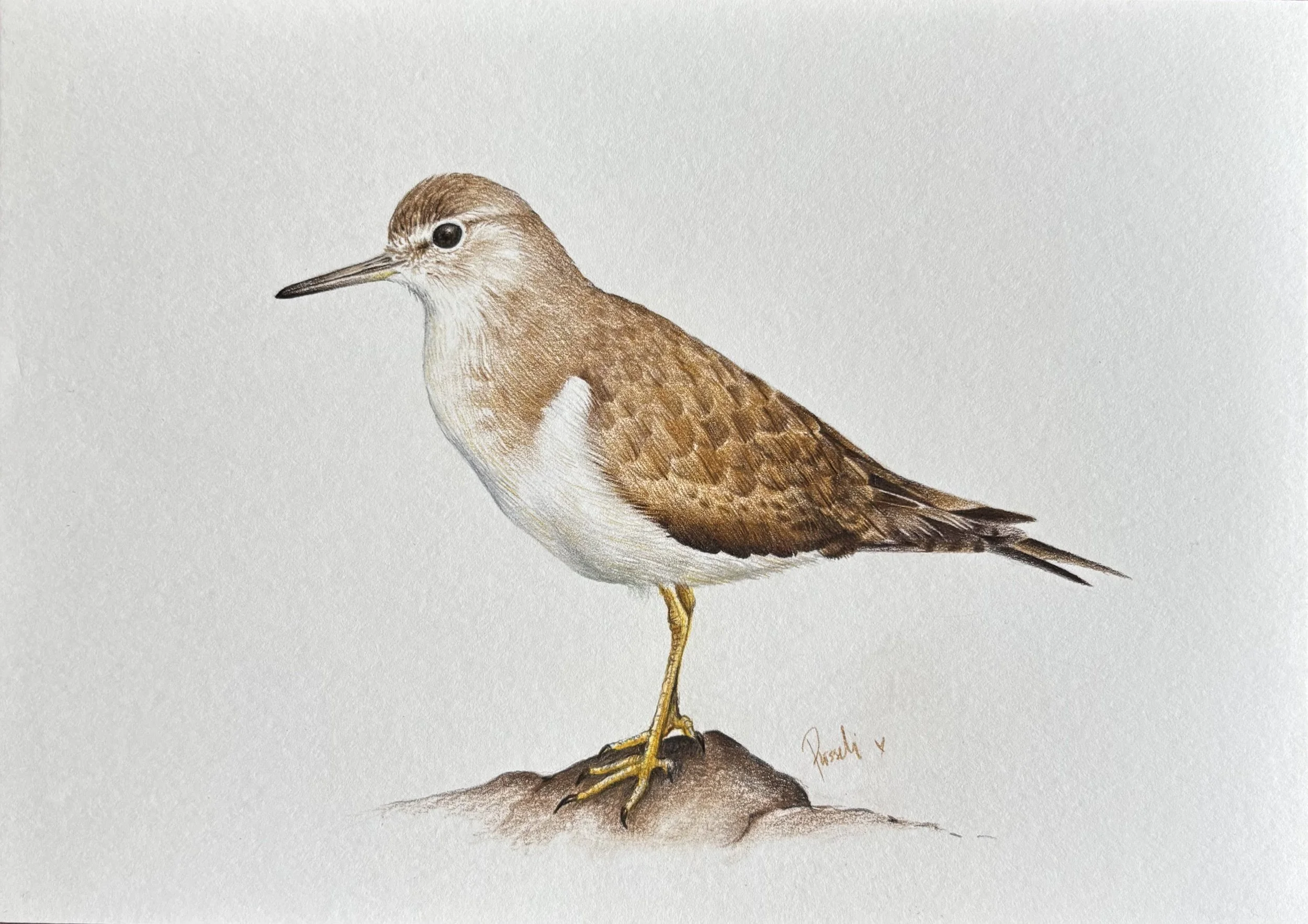 Wildlife Portrait of the Common sandpiper