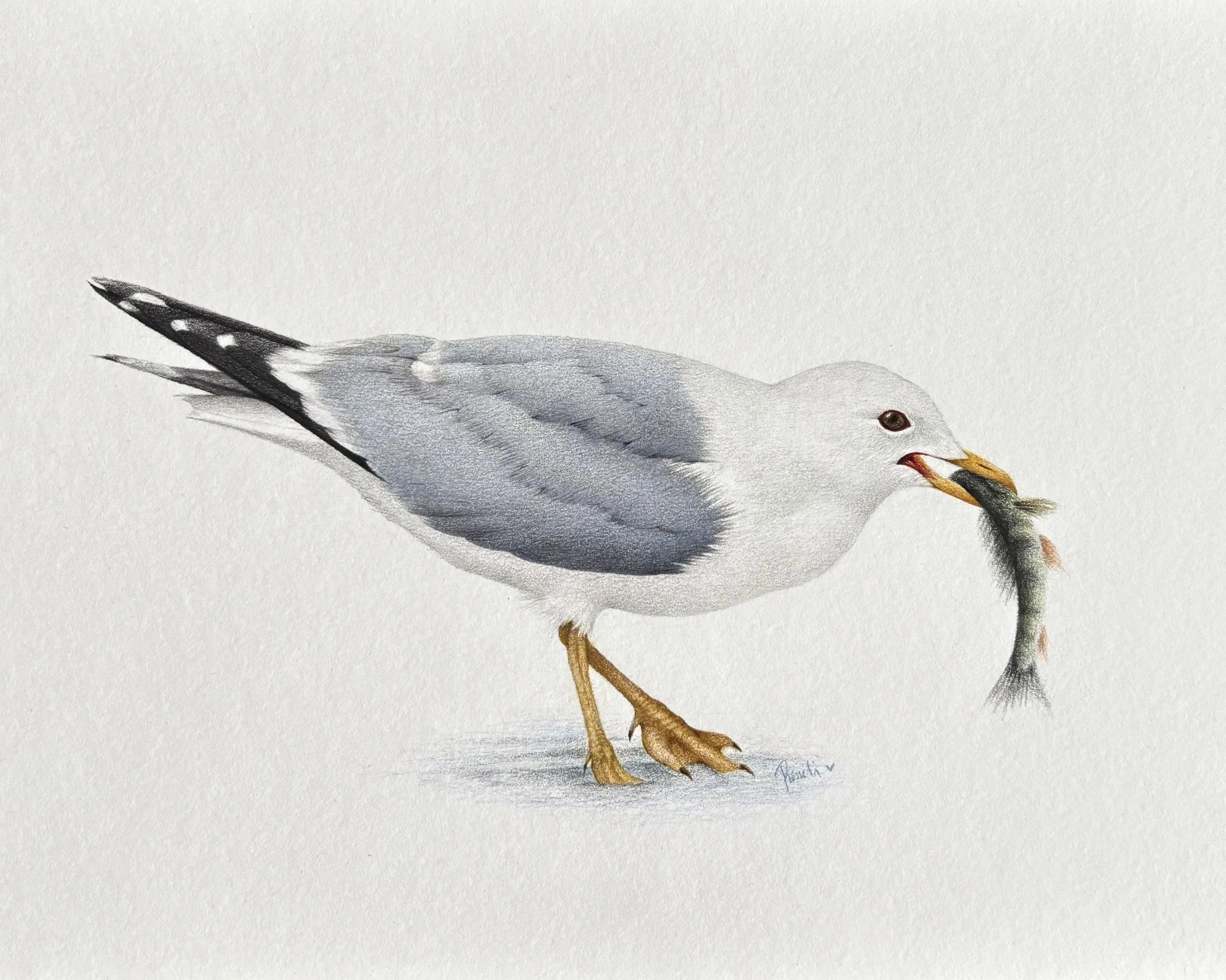Wildlife Portrait of the Common gull