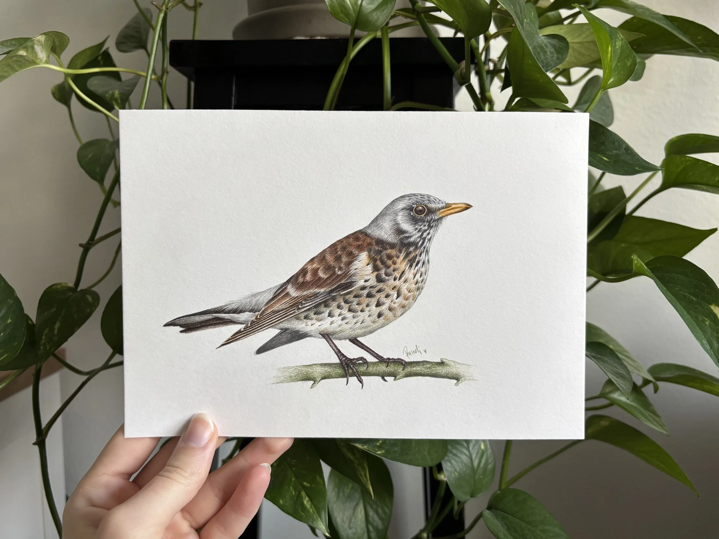 Fieldfare (2025), color pencil on paper, A5
