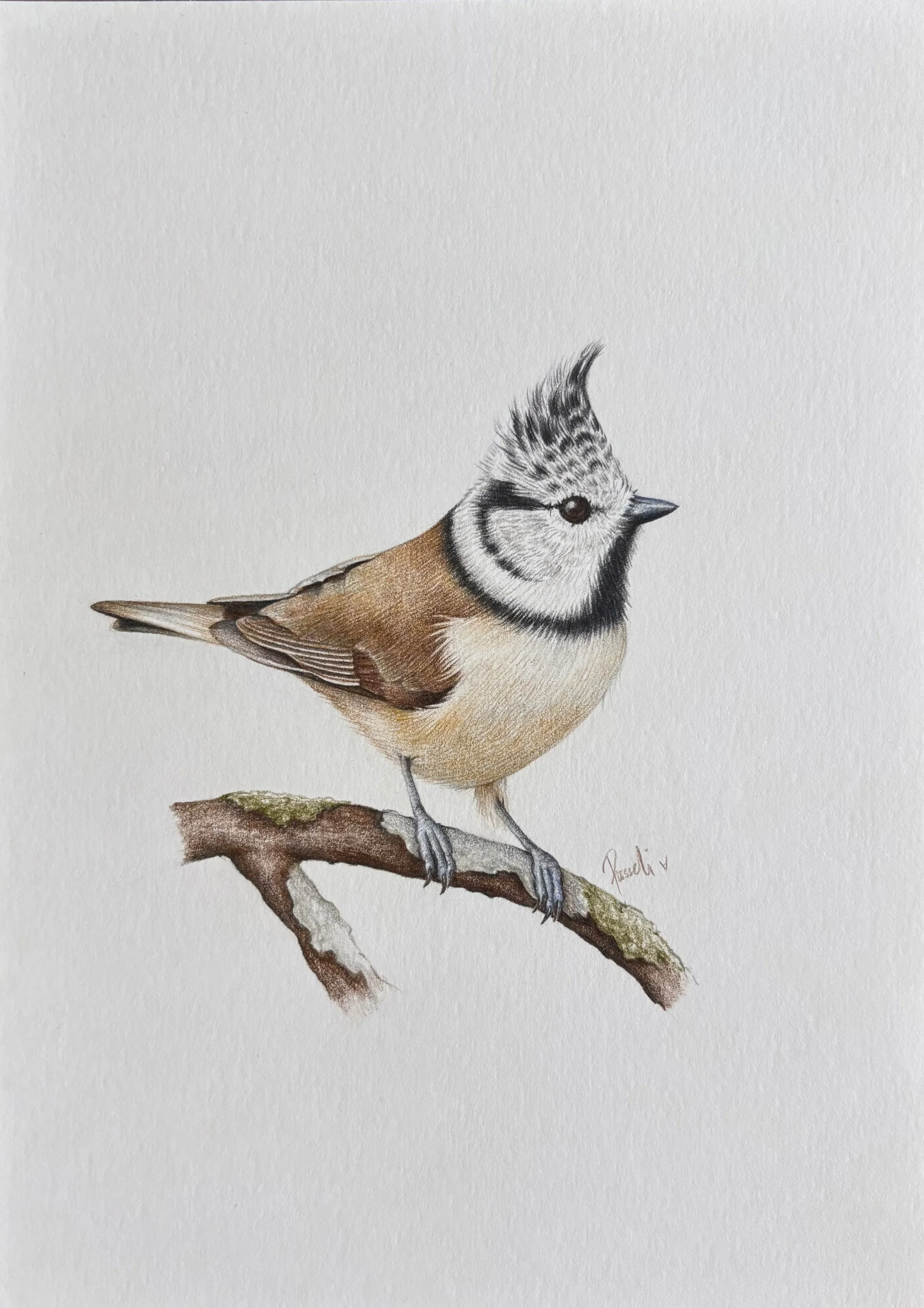 Wildlife Portrait of the Crested tit