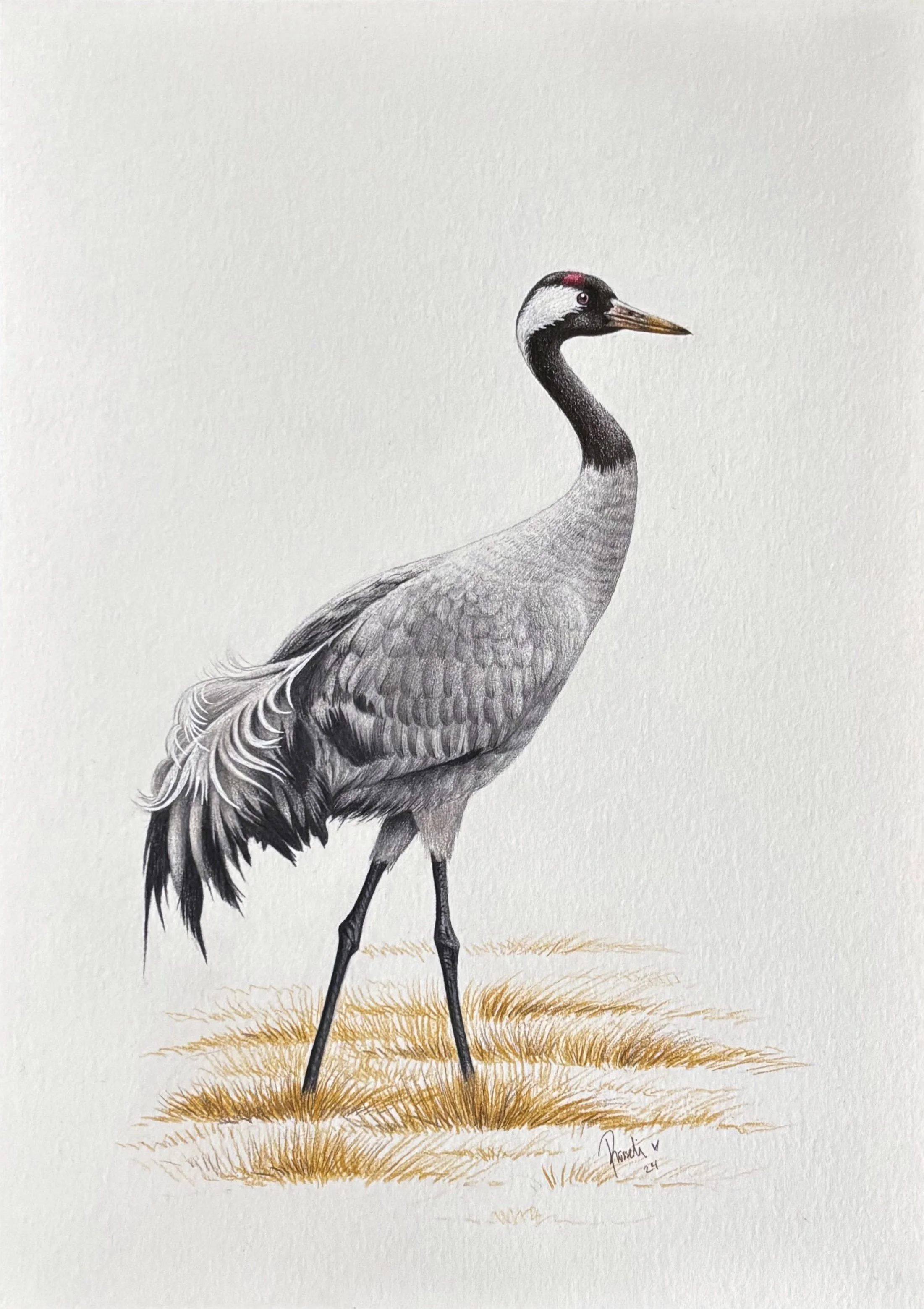 Wildlife Portrait of the Common crane