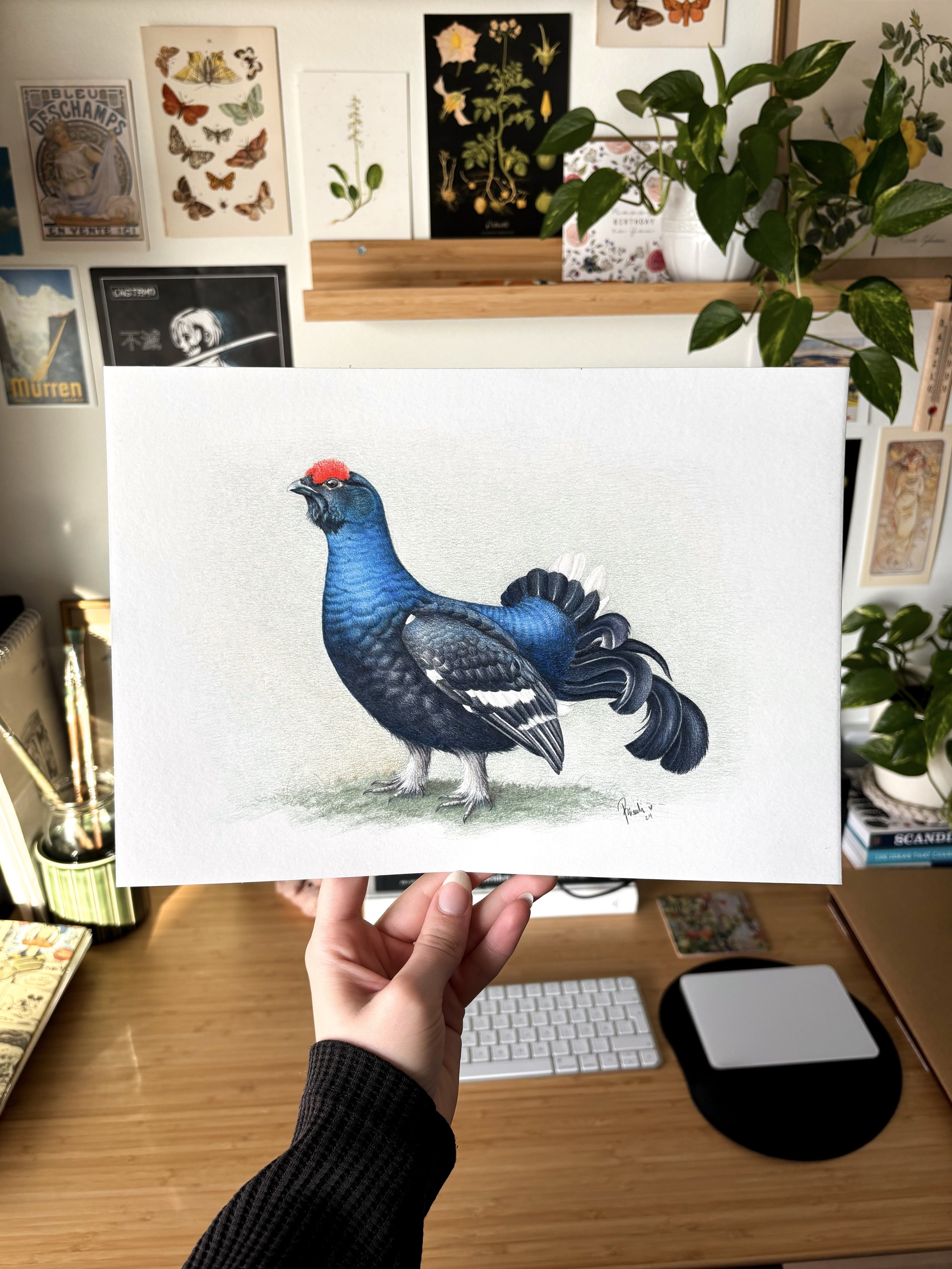 Eurasian black grouse (2024), color pencil on paper, A4