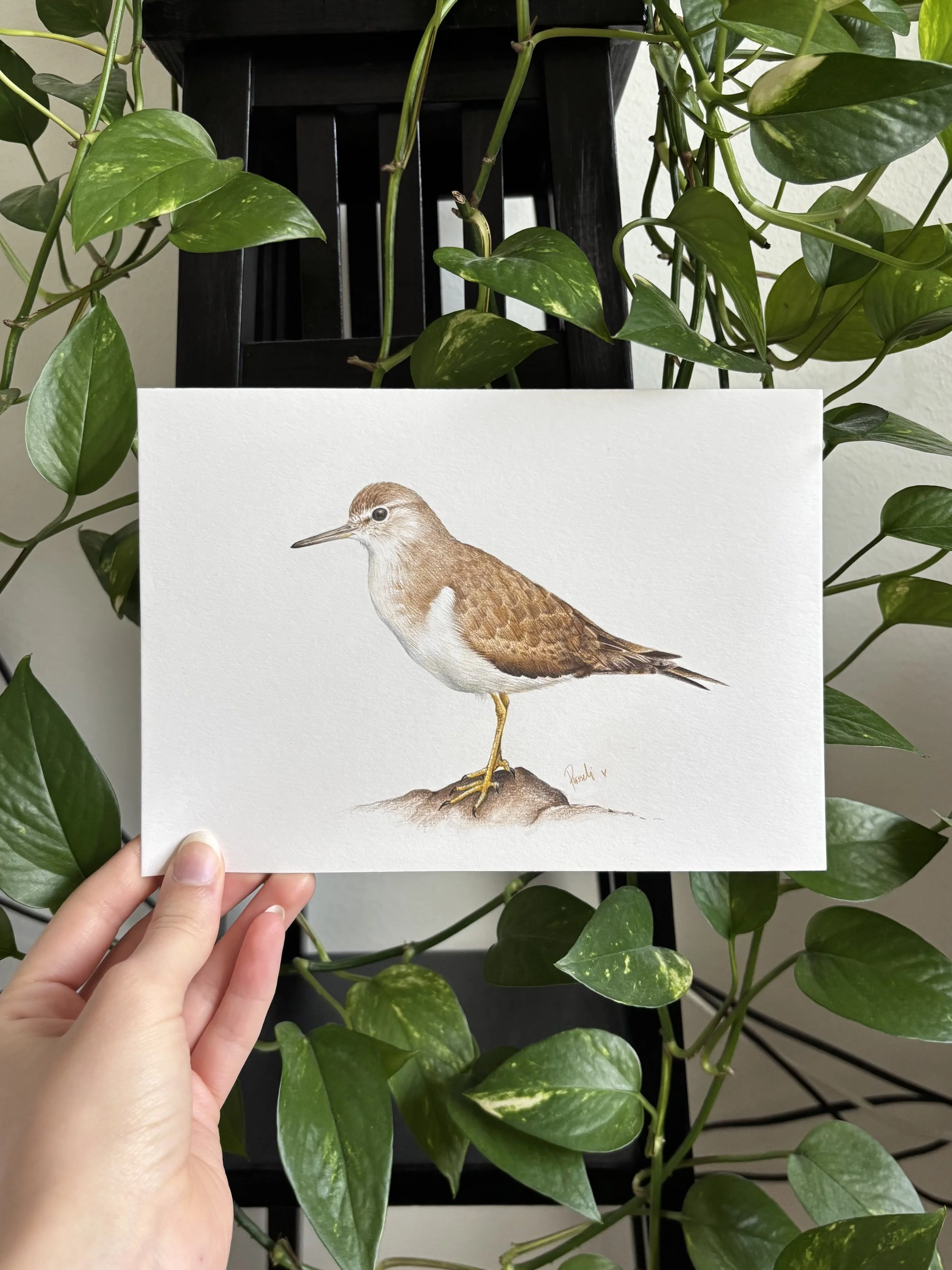Sandpiper (2025), color pencil on paper, A5