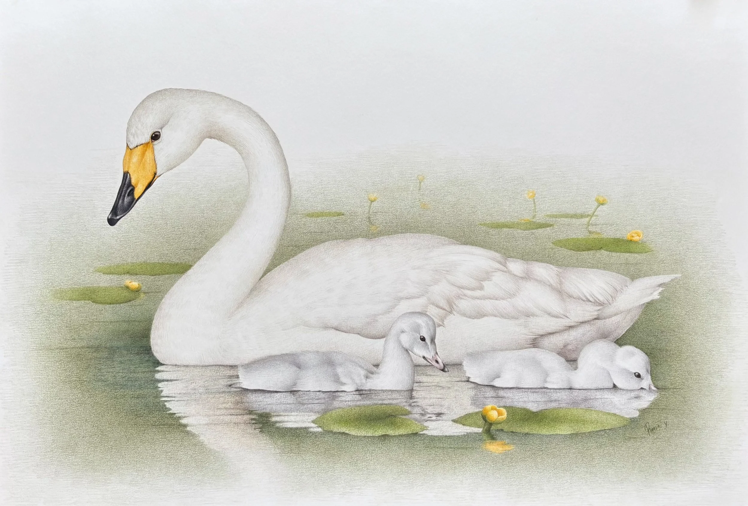 Whooper swan (2026), color pencil on paper, A2