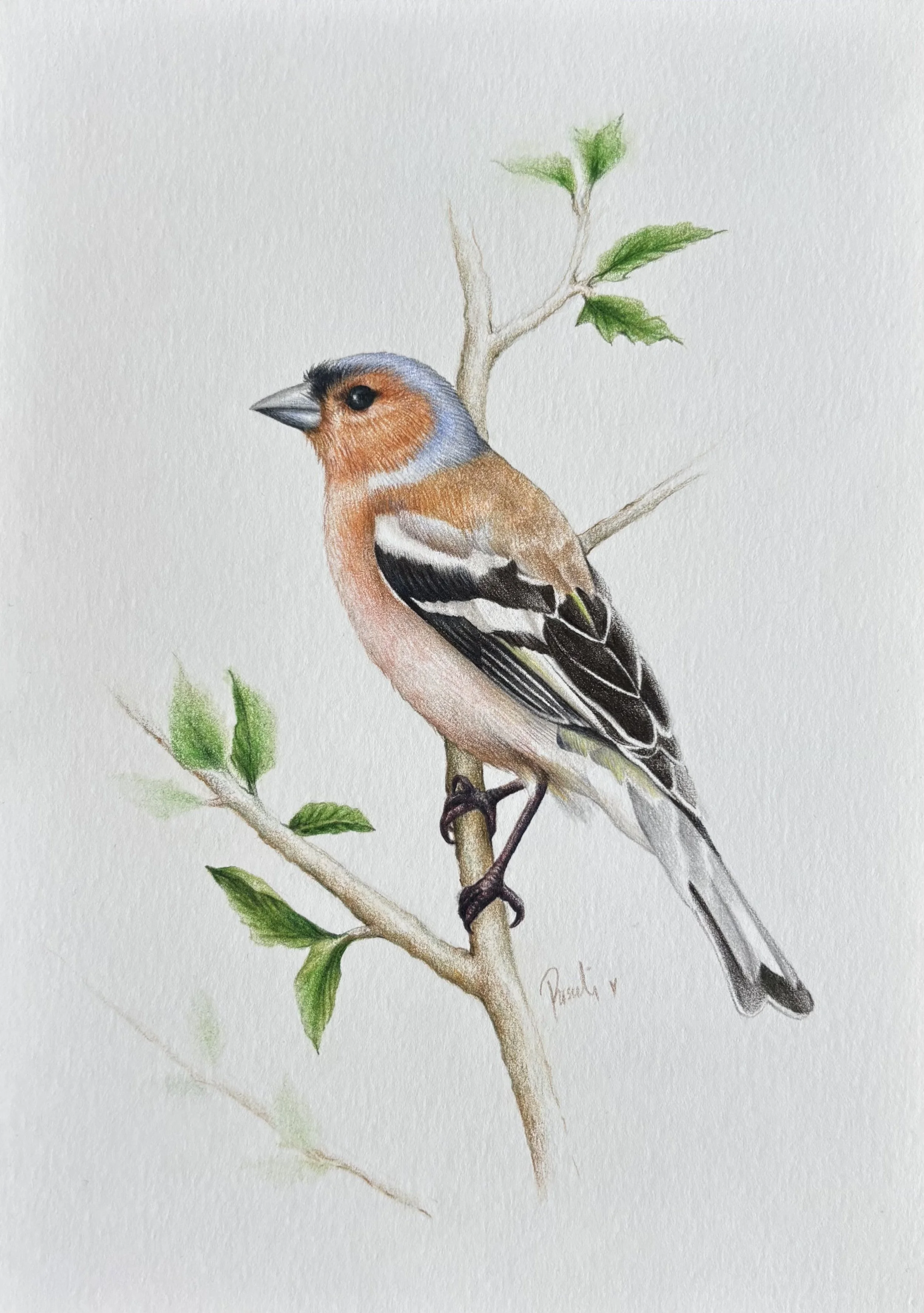 Eurasian chaffinch (2025), color pencil on paper, A5