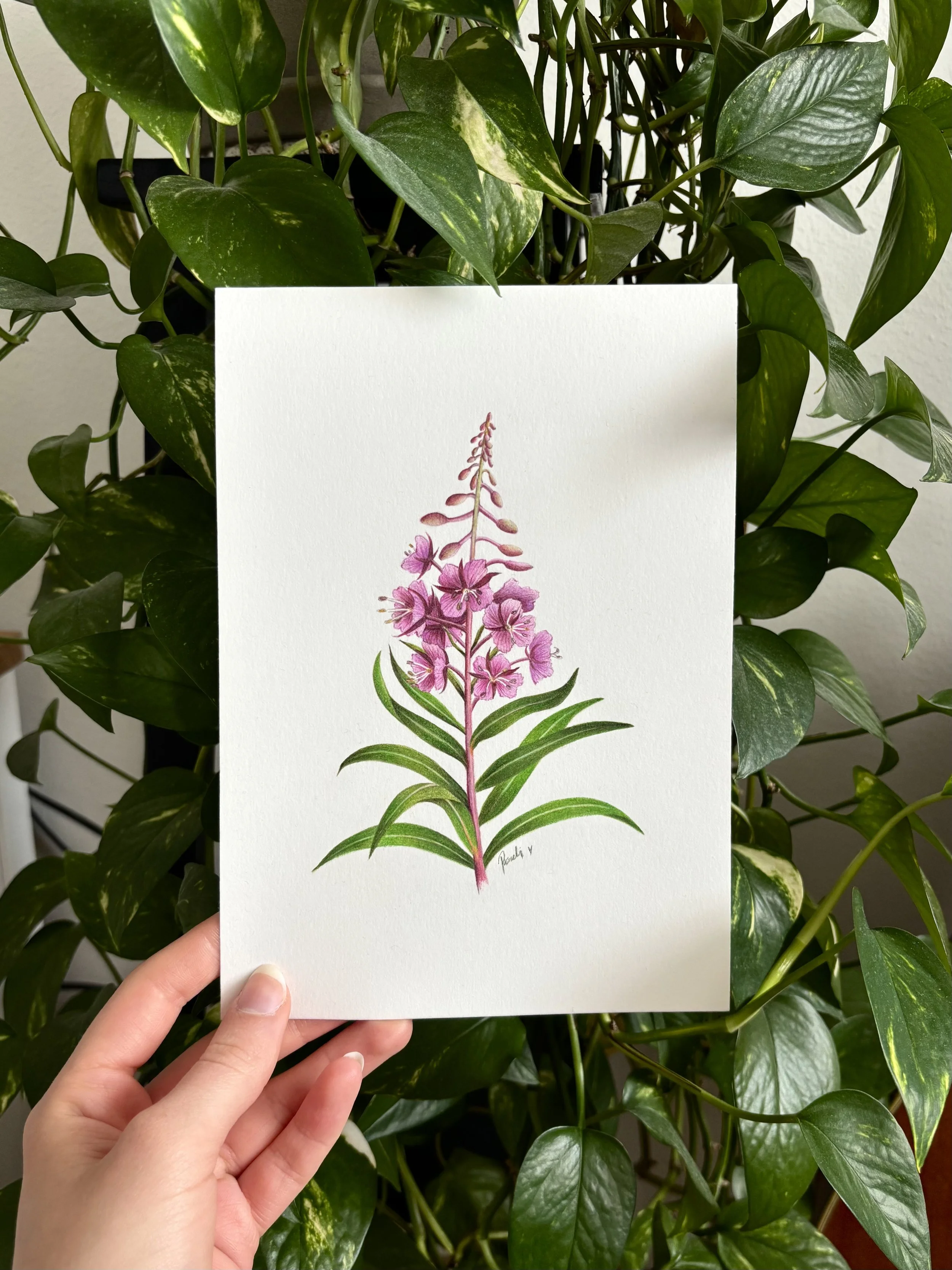 Rosebay willow herb (2025), color pencil on paper, A5